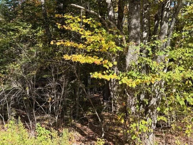 $39,900 | Lot 21 Marion Sta Road, Dennysville, ME 04628