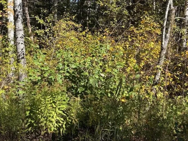 $39,900 | Lot 21 Marion Sta Road, Dennysville, ME 04628