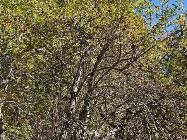 $39,900 | Lot 21 Marion Sta Road, Dennysville, ME 04628