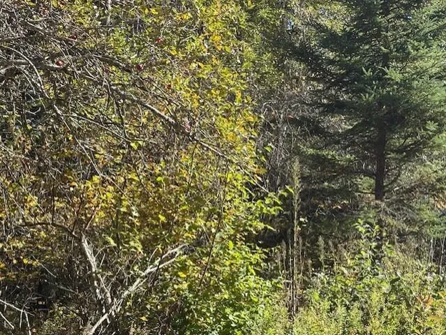 $39,900 | Lot 21 Marion Sta Road, Dennysville, ME 04628