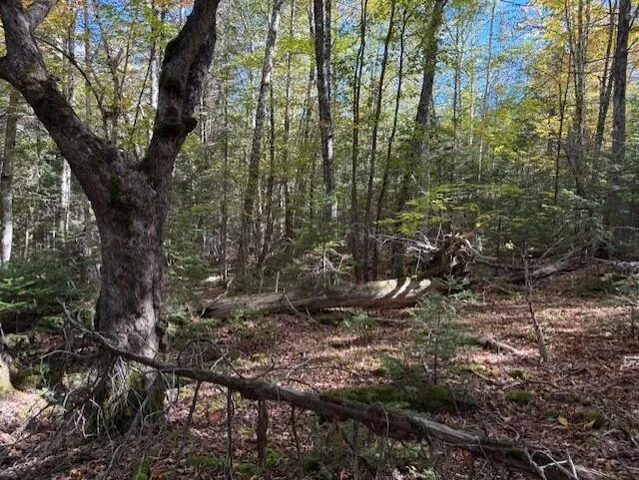 $39,900 | Lot 21 Marion Sta Road, Dennysville, ME 04628