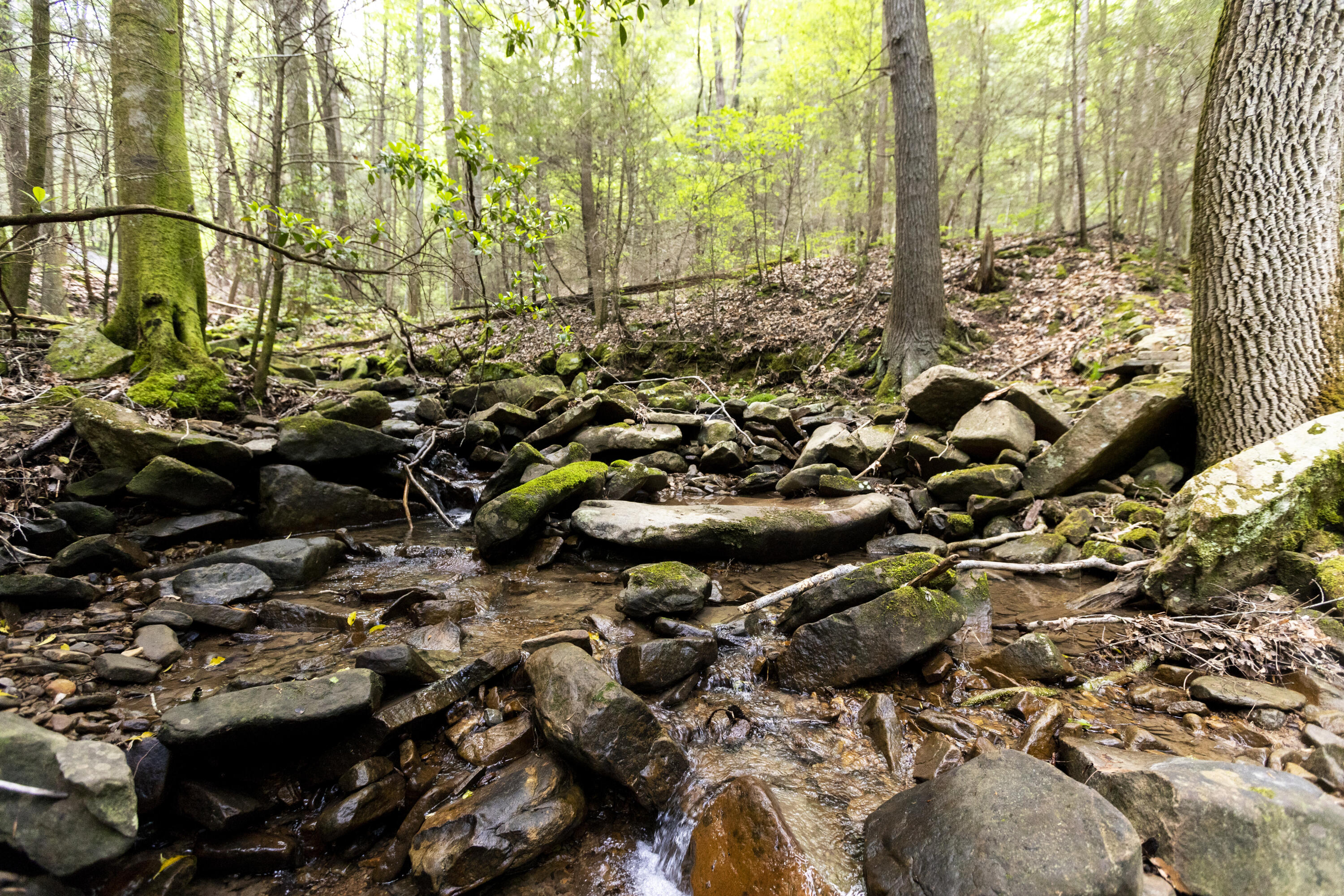 0 Turkey Trl Trail Dunlap, TN 37327 - Photo 34 of 47 Property_IMG_9234