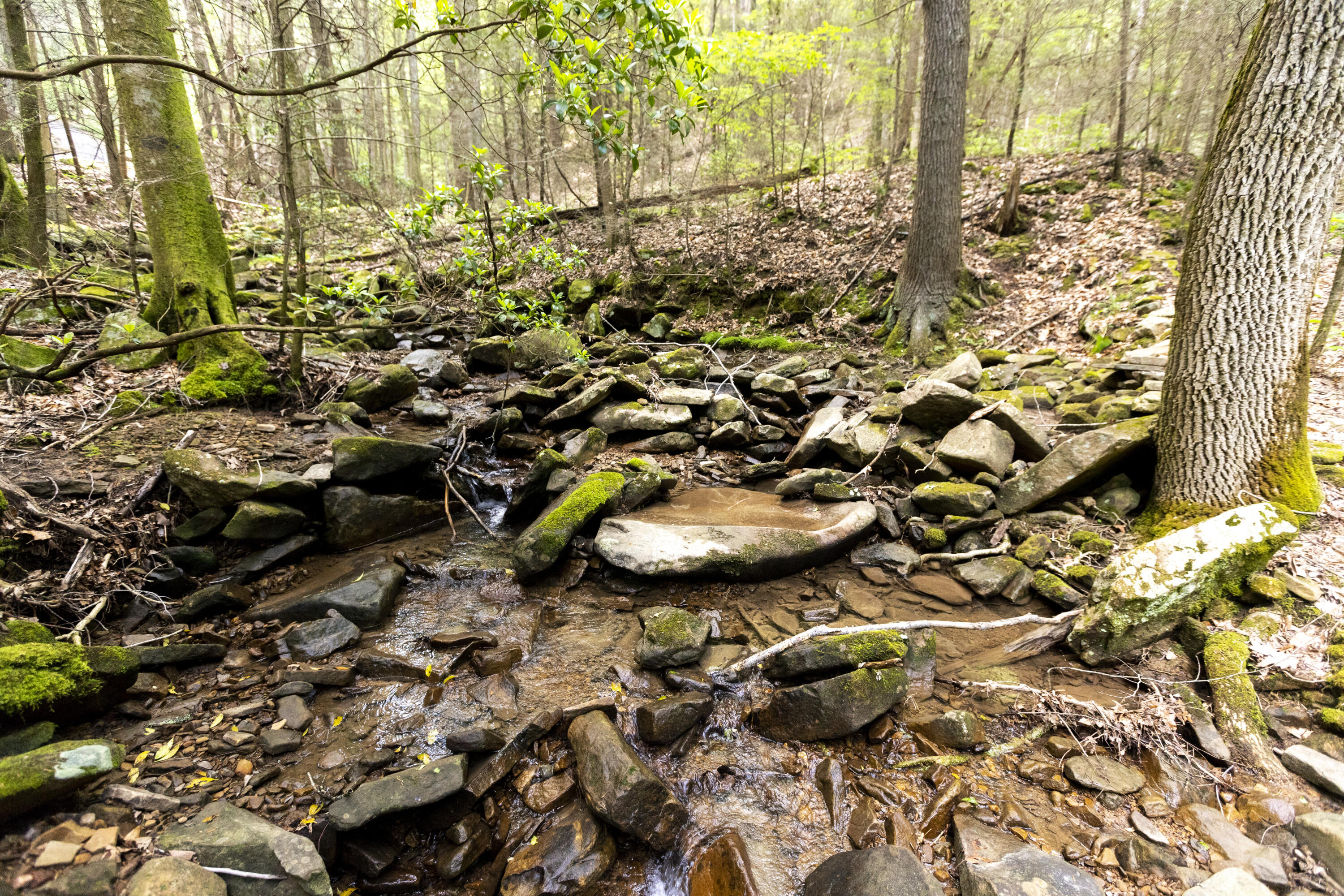 0 Turkey Trl Trail Dunlap, TN 37327 - Photo 35 of 47 Property_IMG_9235