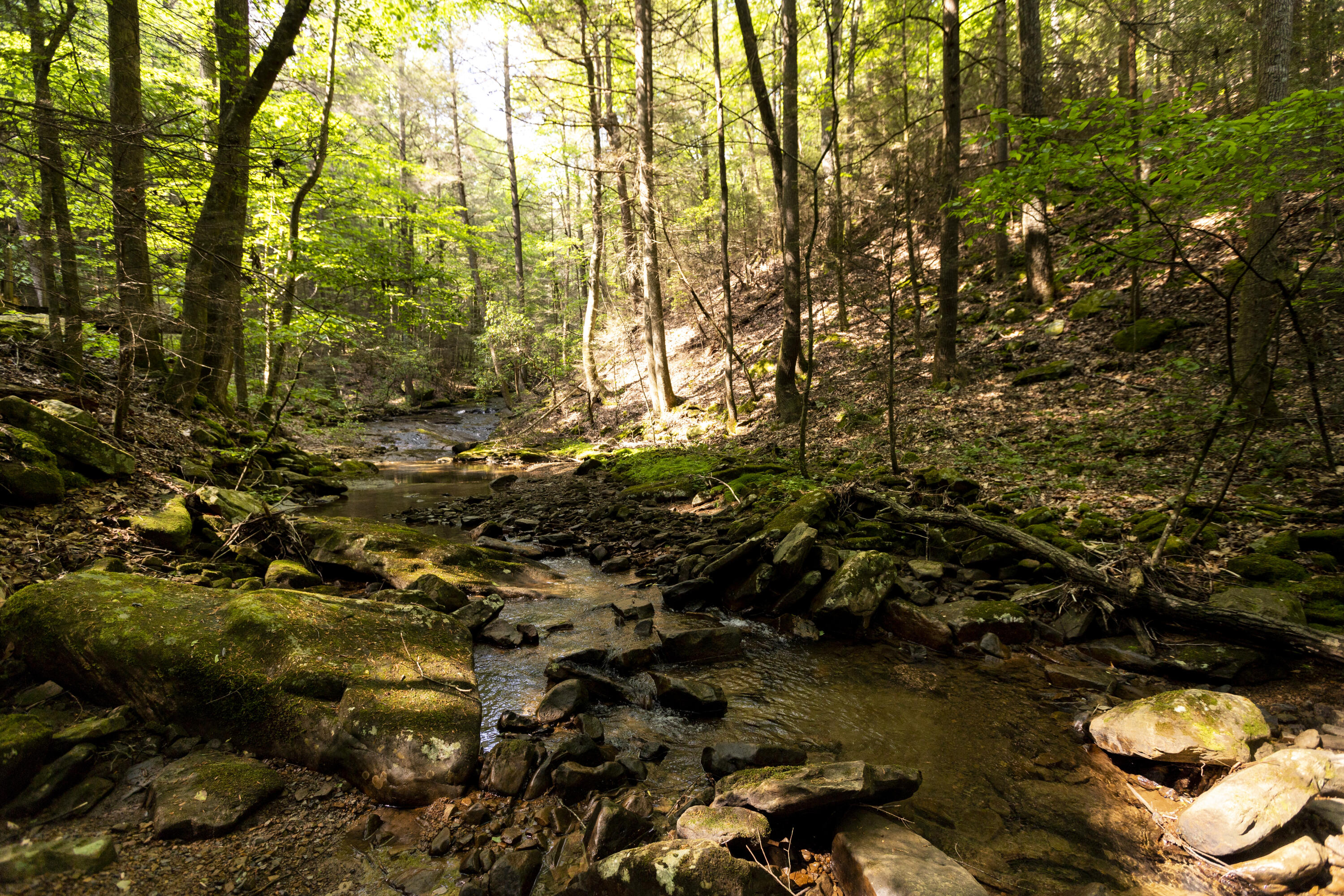0 Turkey Trl Trail Dunlap, TN 37327 - Photo 37 of 47 Property_IMG_9243