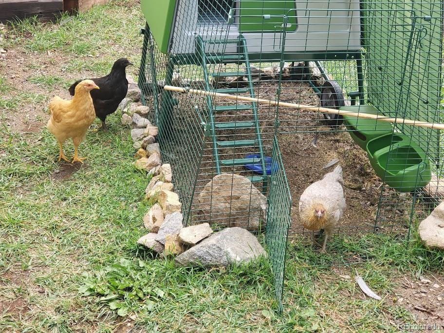1418 Rose Street Georgetown, CO 80444 - Photo 17 of 33 a view of a garden
