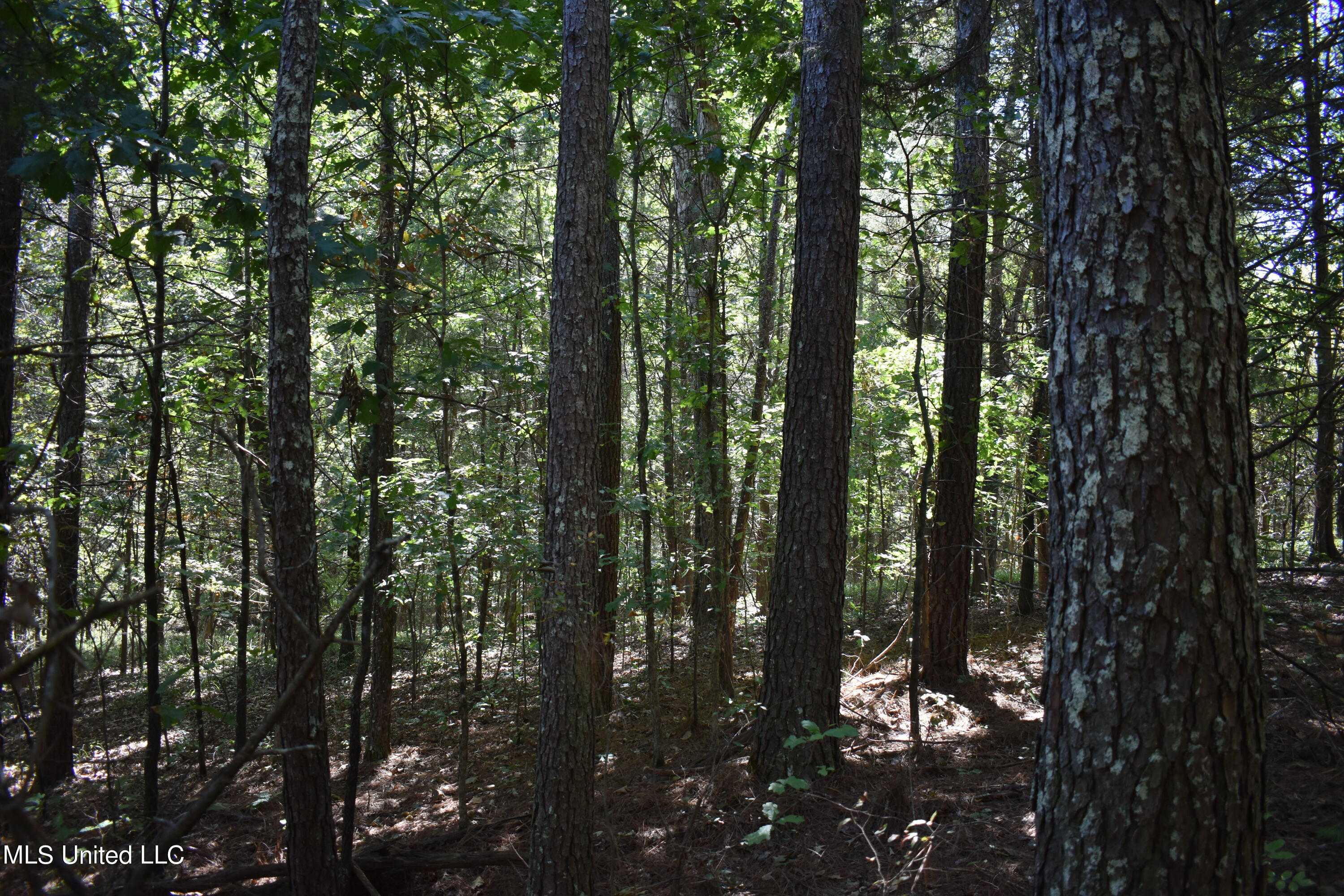 80 Cathy Road Byhalia, MS 38611 - Photo 6 of 10 DSC_0053