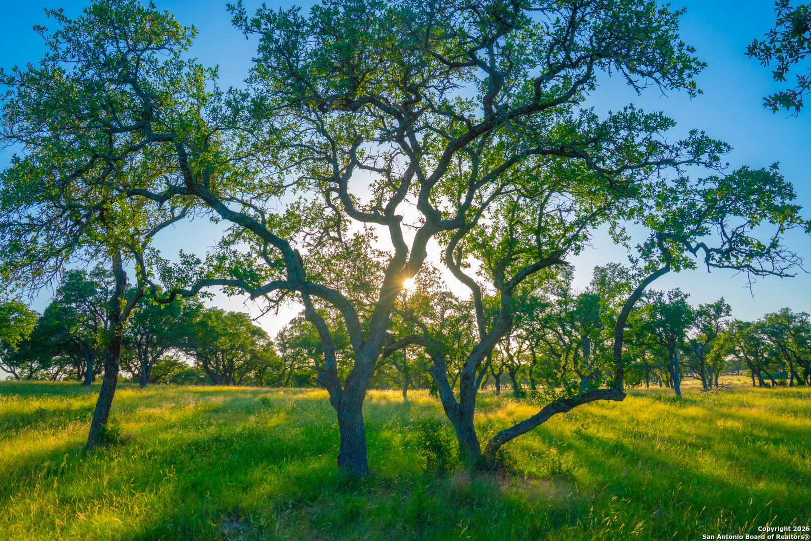 0 Bountiful Oaks Ranch Johnson City, TX 78636 - Photo 8 of 10 a view of an outdoor space and yard