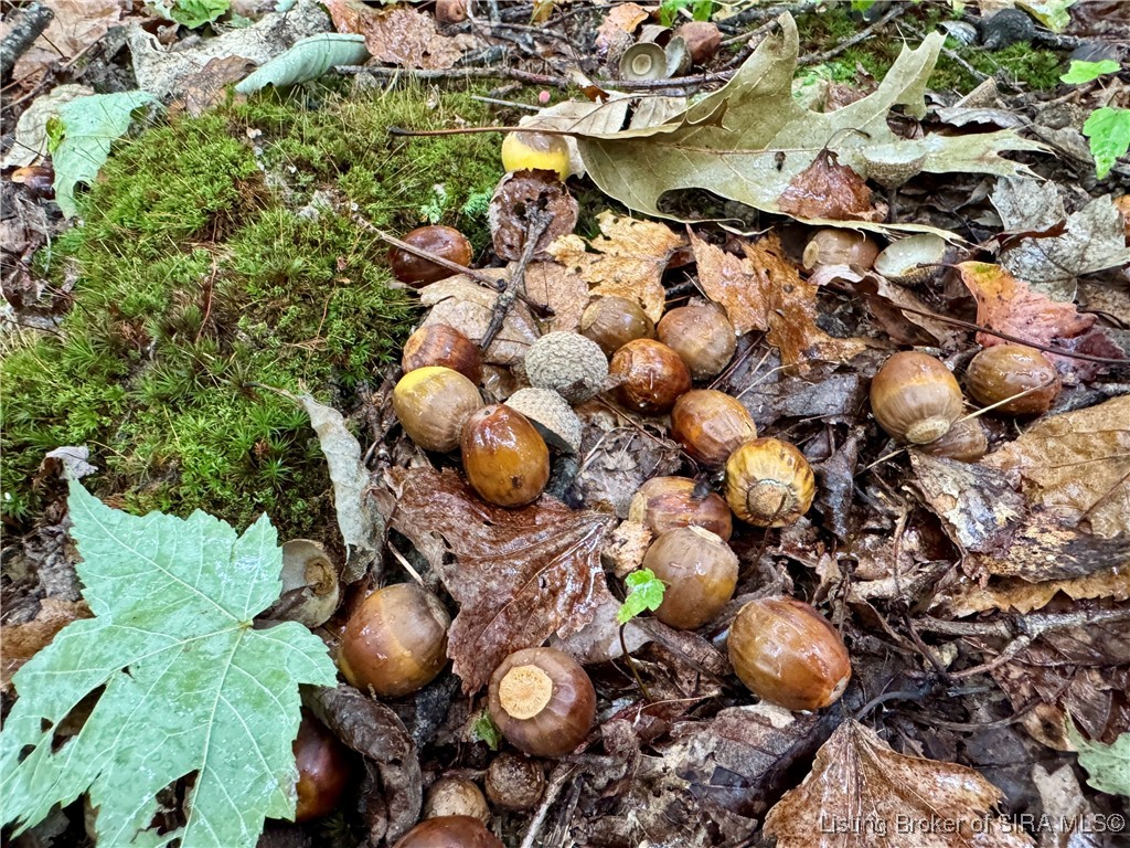 Se East Nicholson Hollow Road Salem, IN 47167 - Photo 9 of 32