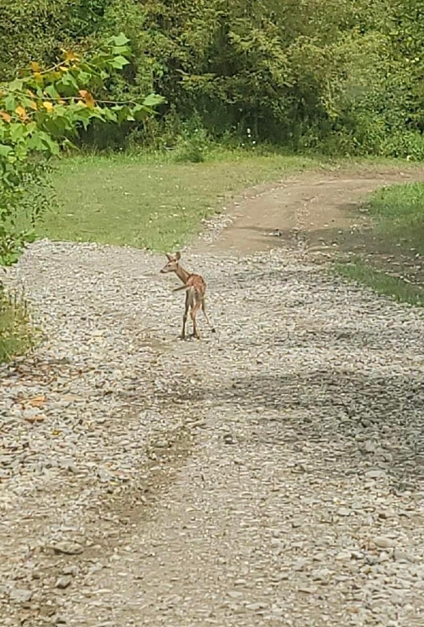 4015 Leffler Road Roseville, OH 43777 - Photo 64 of 93 Wildlife
