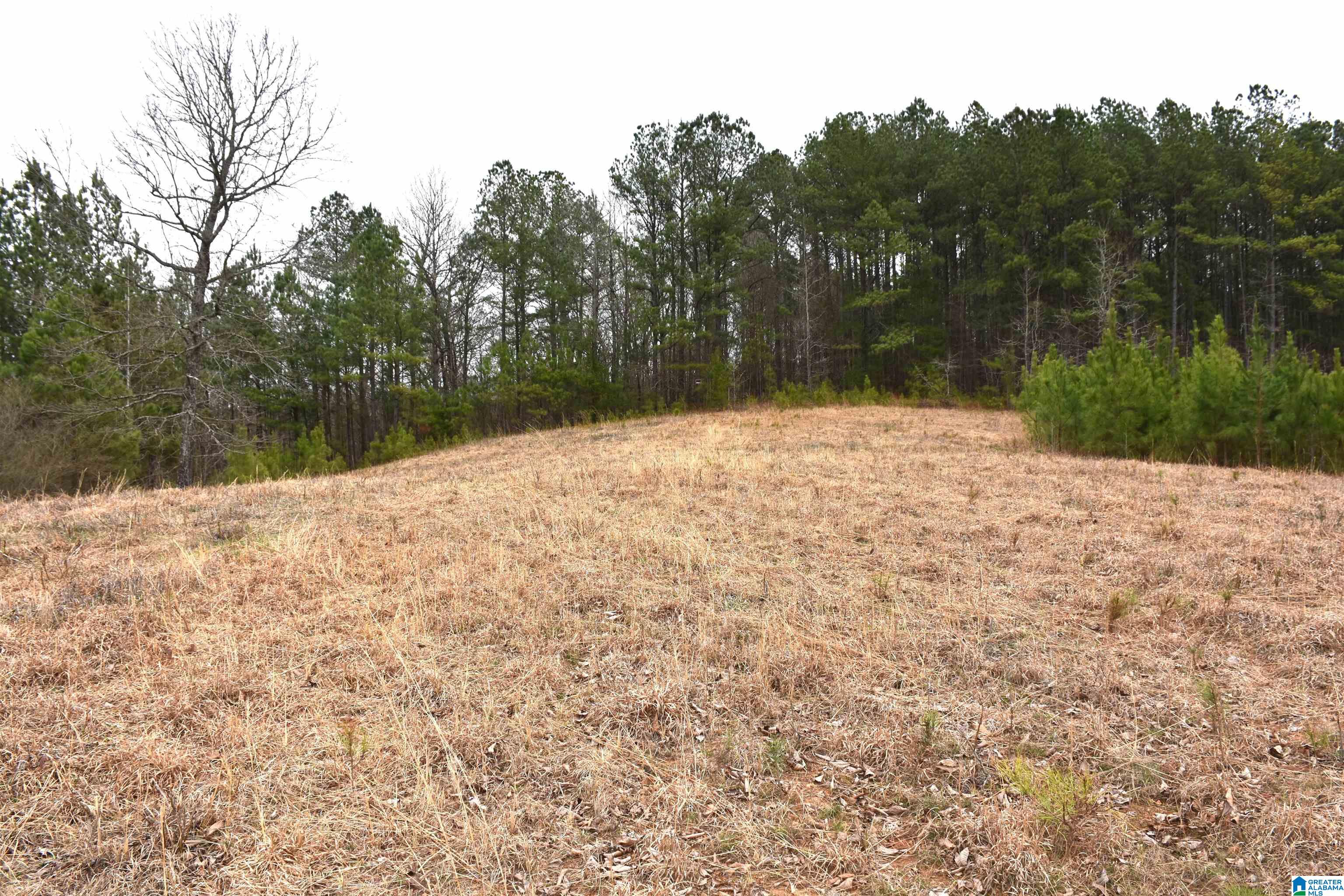 0 Grist Mill Road Alpine, AL 35014 - Photo 4 of 10