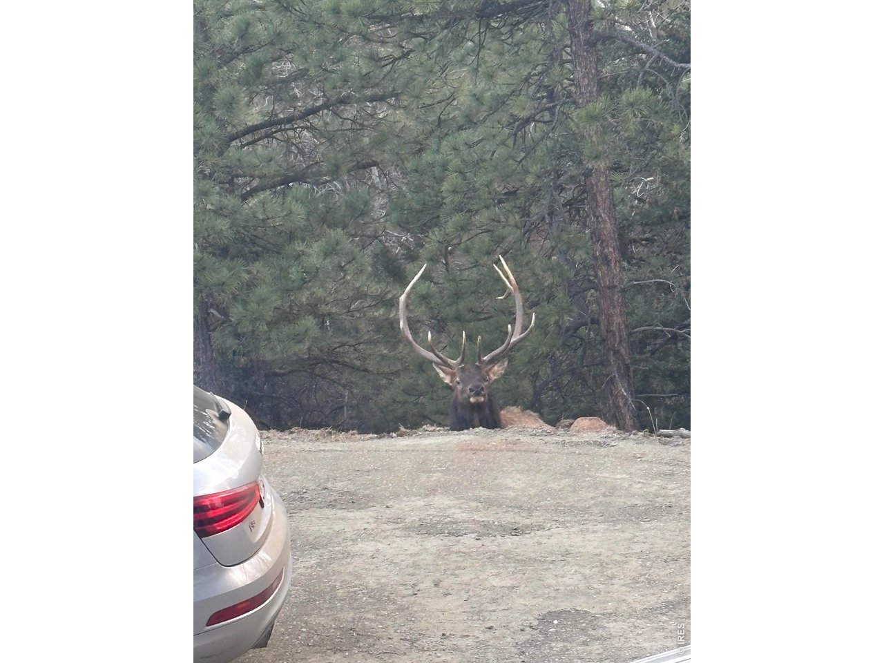 1406 Pika Road Boulder, CO 80302 - Photo 49 of 50 Wildlife visititors!