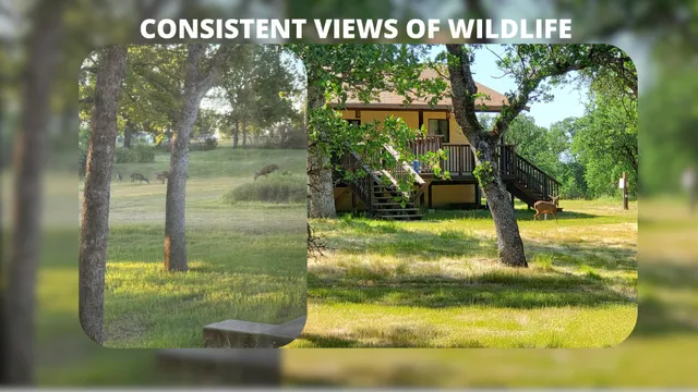 a view of a tree in a yard