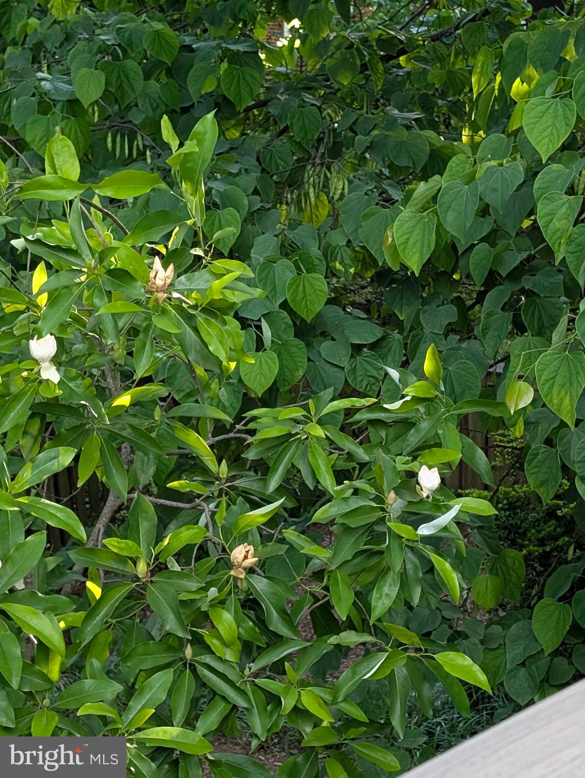 9510 Clement Road Silver Spring, MD 20910 - Photo 78 of 80 a backyard of a tree