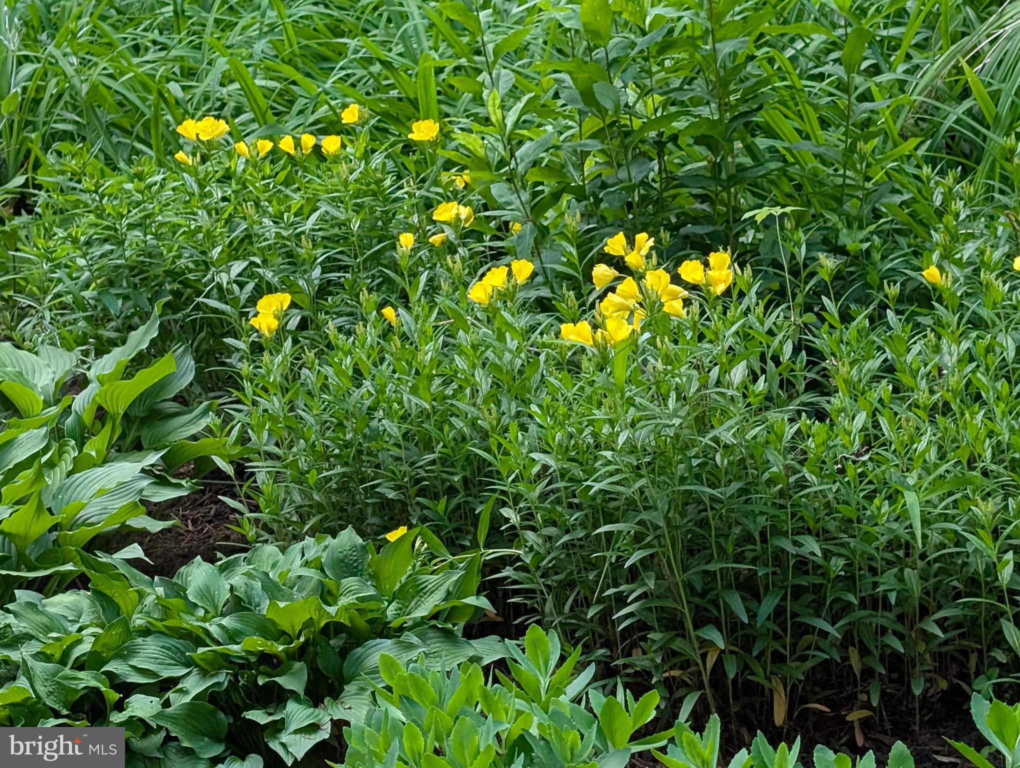 9510 Clement Road Silver Spring, MD 20910 - Photo 79 of 80 a view of a tree in a yard