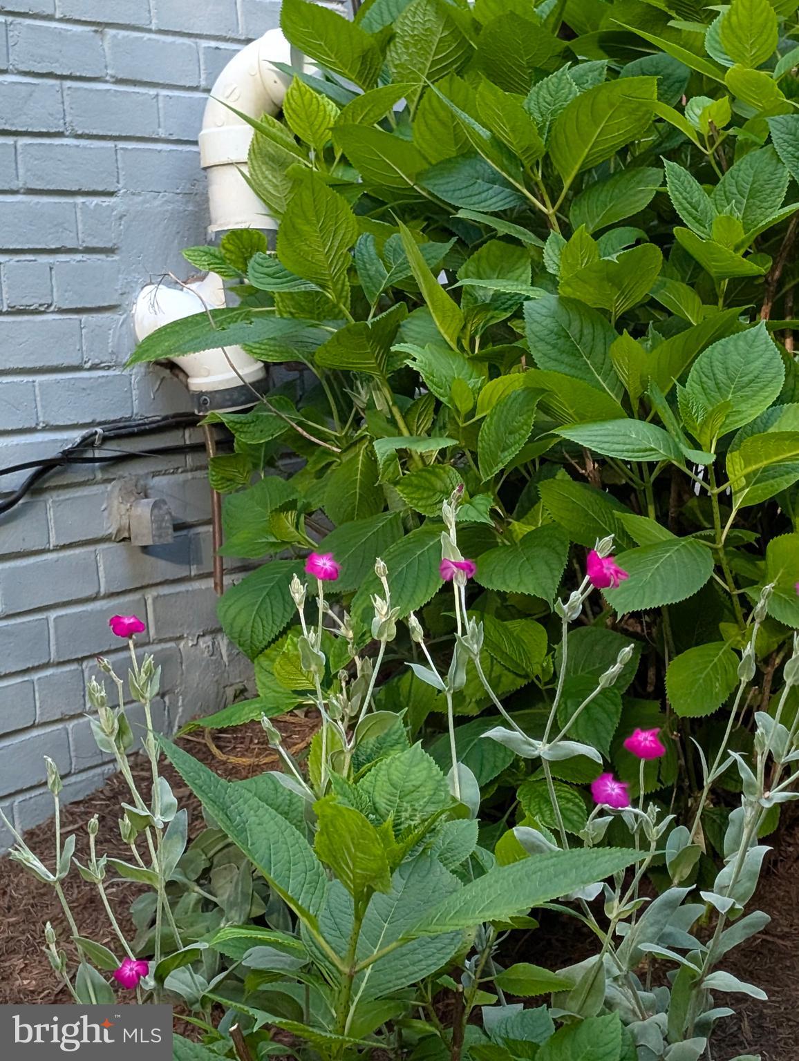9510 Clement Road Silver Spring, MD 20910 - Photo 80 of 80 native plant garden