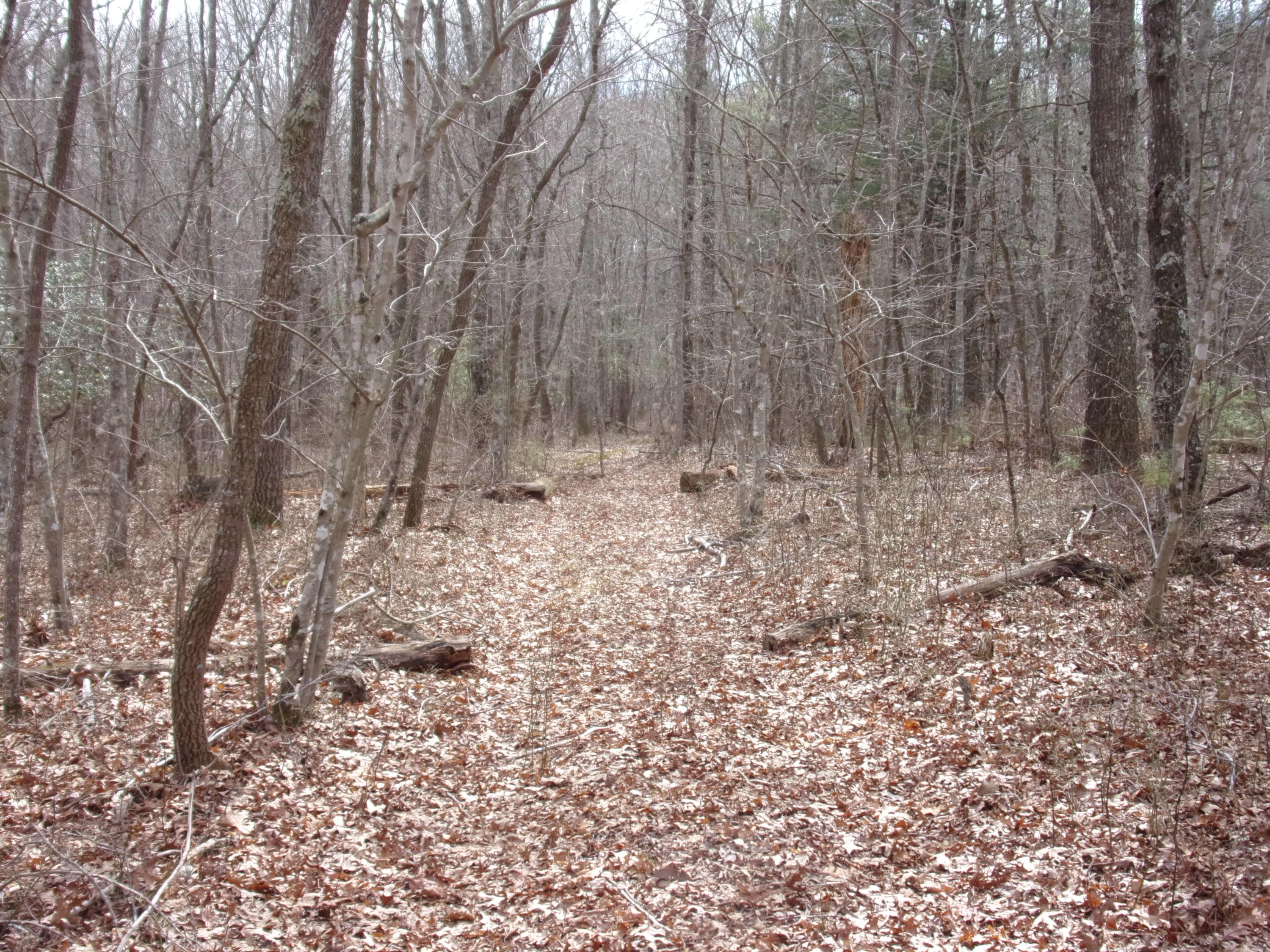 0 Barbee Cemetery Road Pikeville, TN 37367 - Photo 12 of 43 101_2420