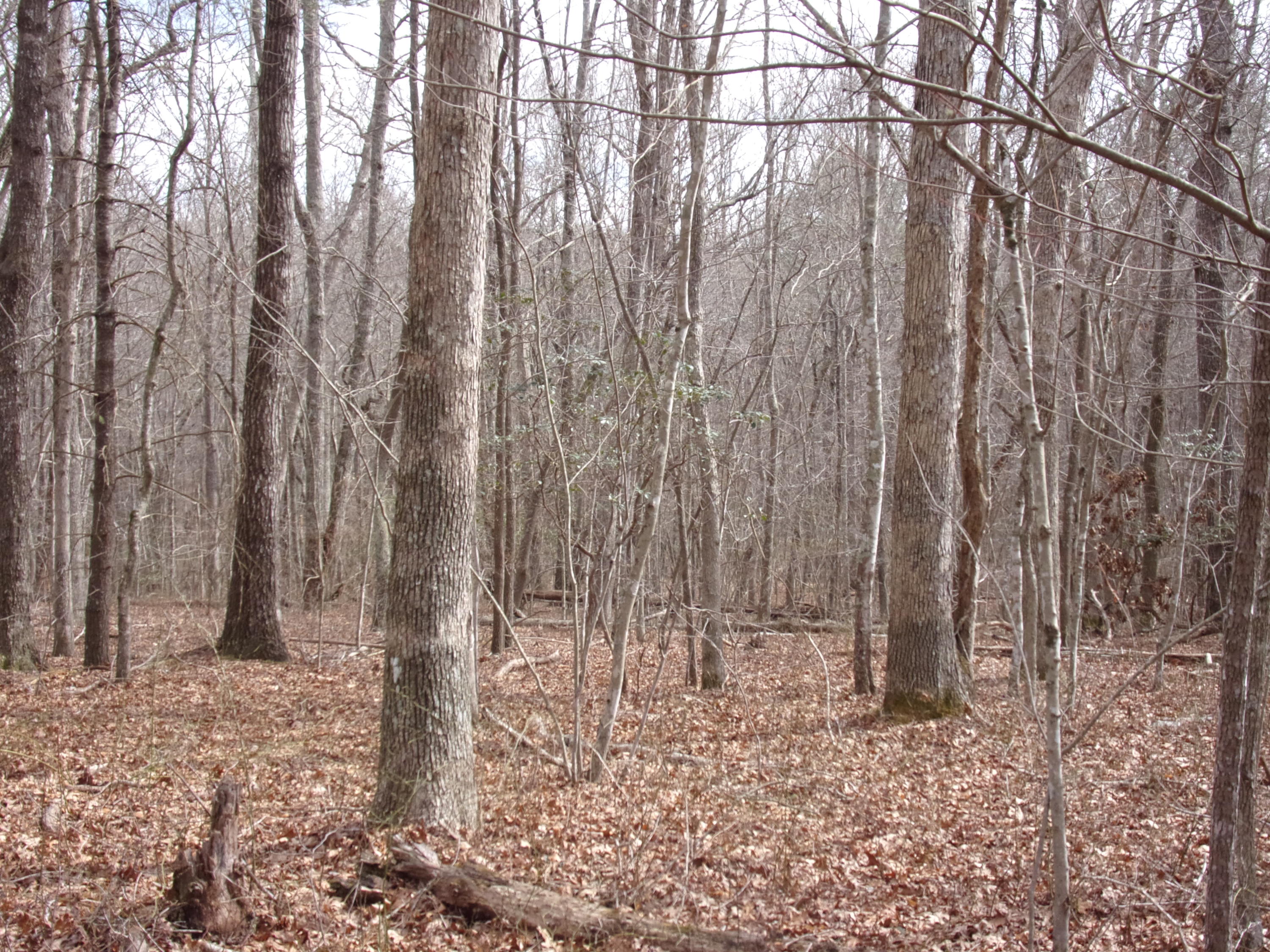 0 Barbee Cemetery Road Pikeville, TN 37367 - Photo 13 of 43 101_2421