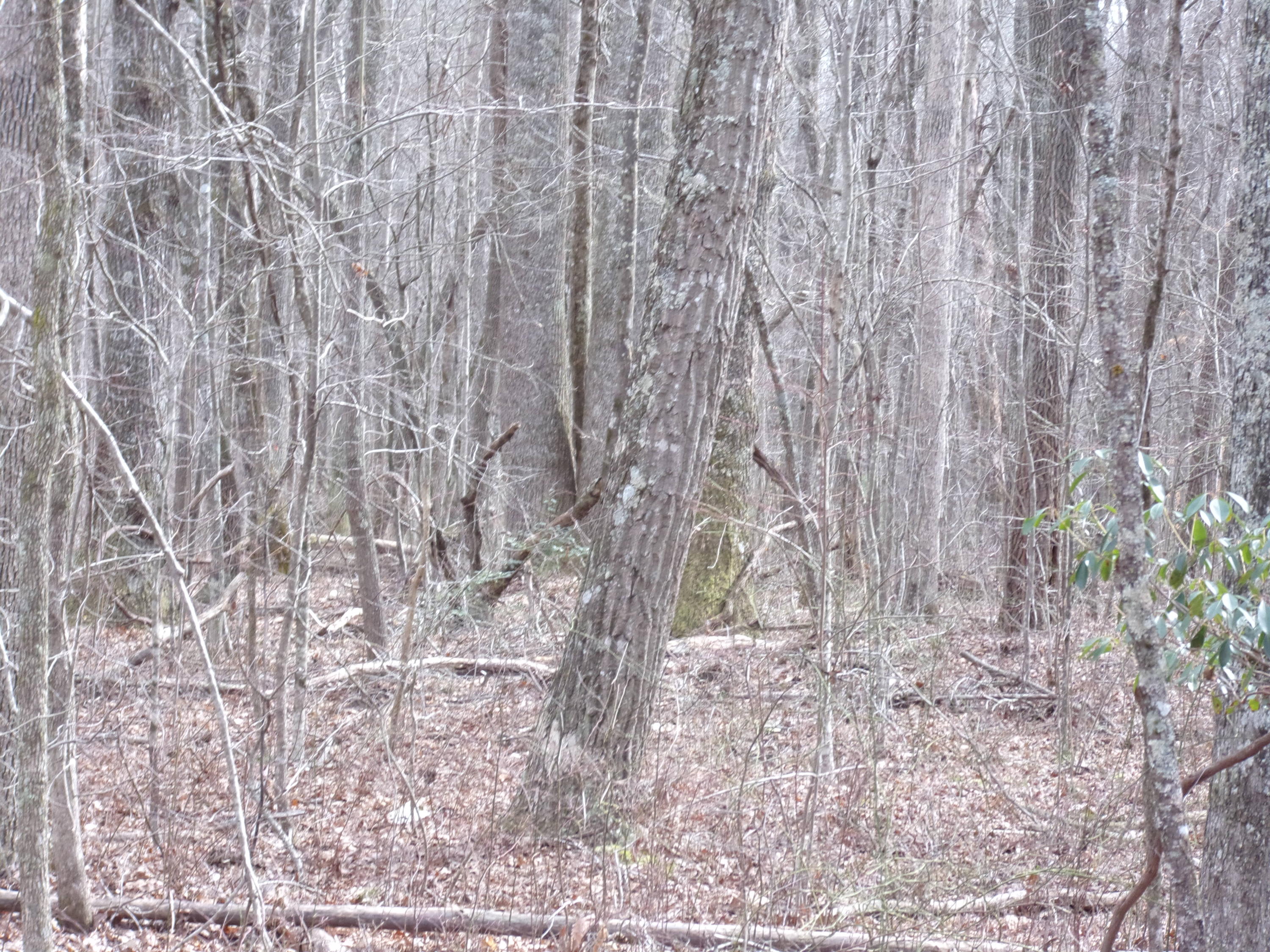 0 Barbee Cemetery Road Pikeville, TN 37367 - Photo 15 of 43 101_2423