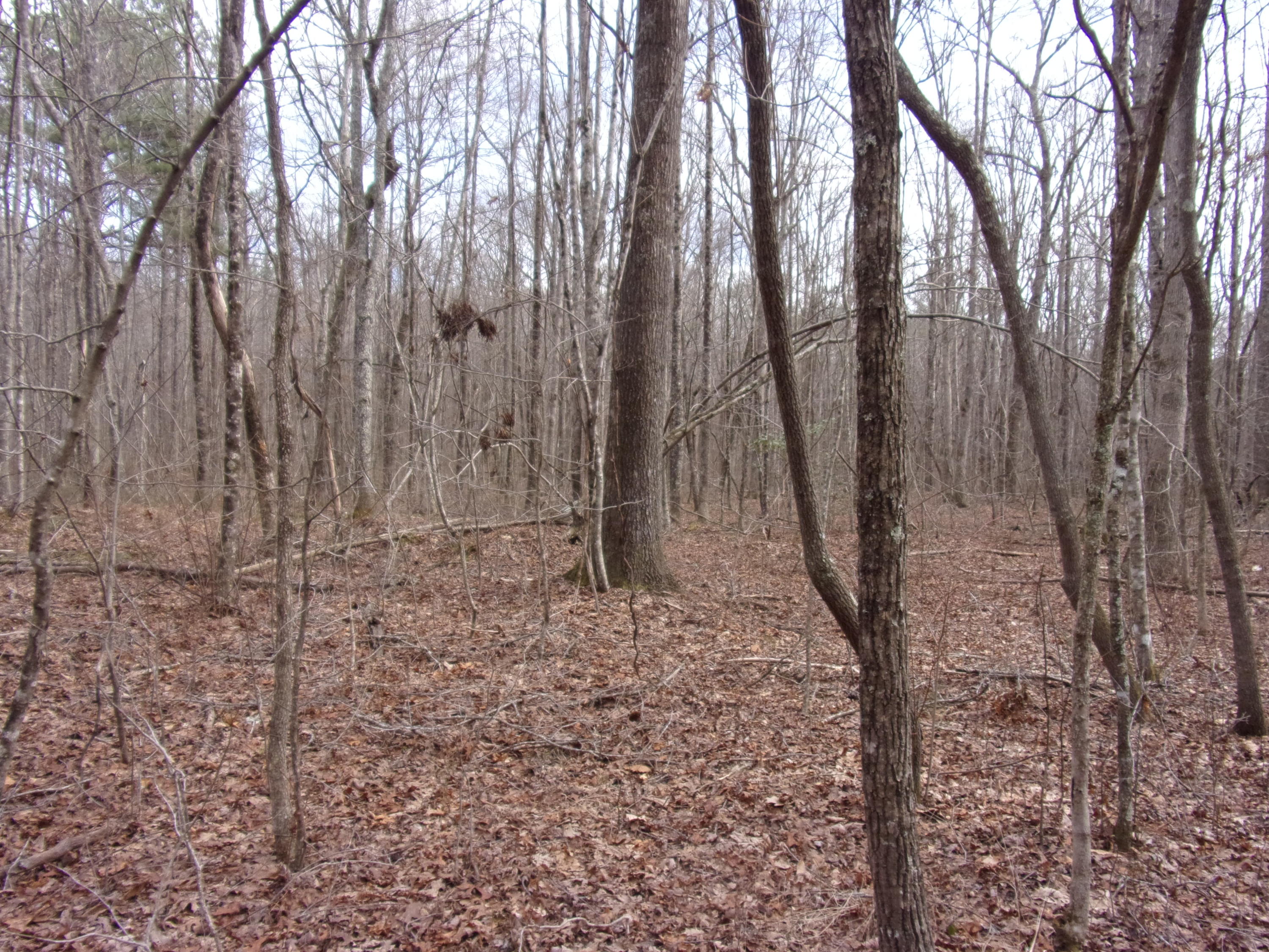 0 Barbee Cemetery Road Pikeville, TN 37367 - Photo 16 of 43 101_2424