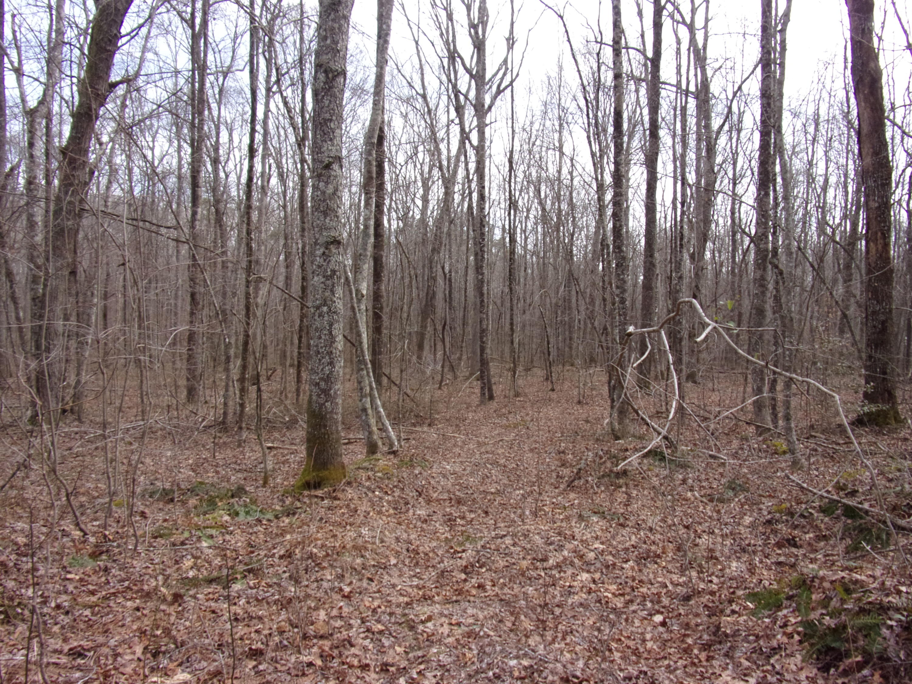 0 Barbee Cemetery Road Pikeville, TN 37367 - Photo 18 of 43 101_2429