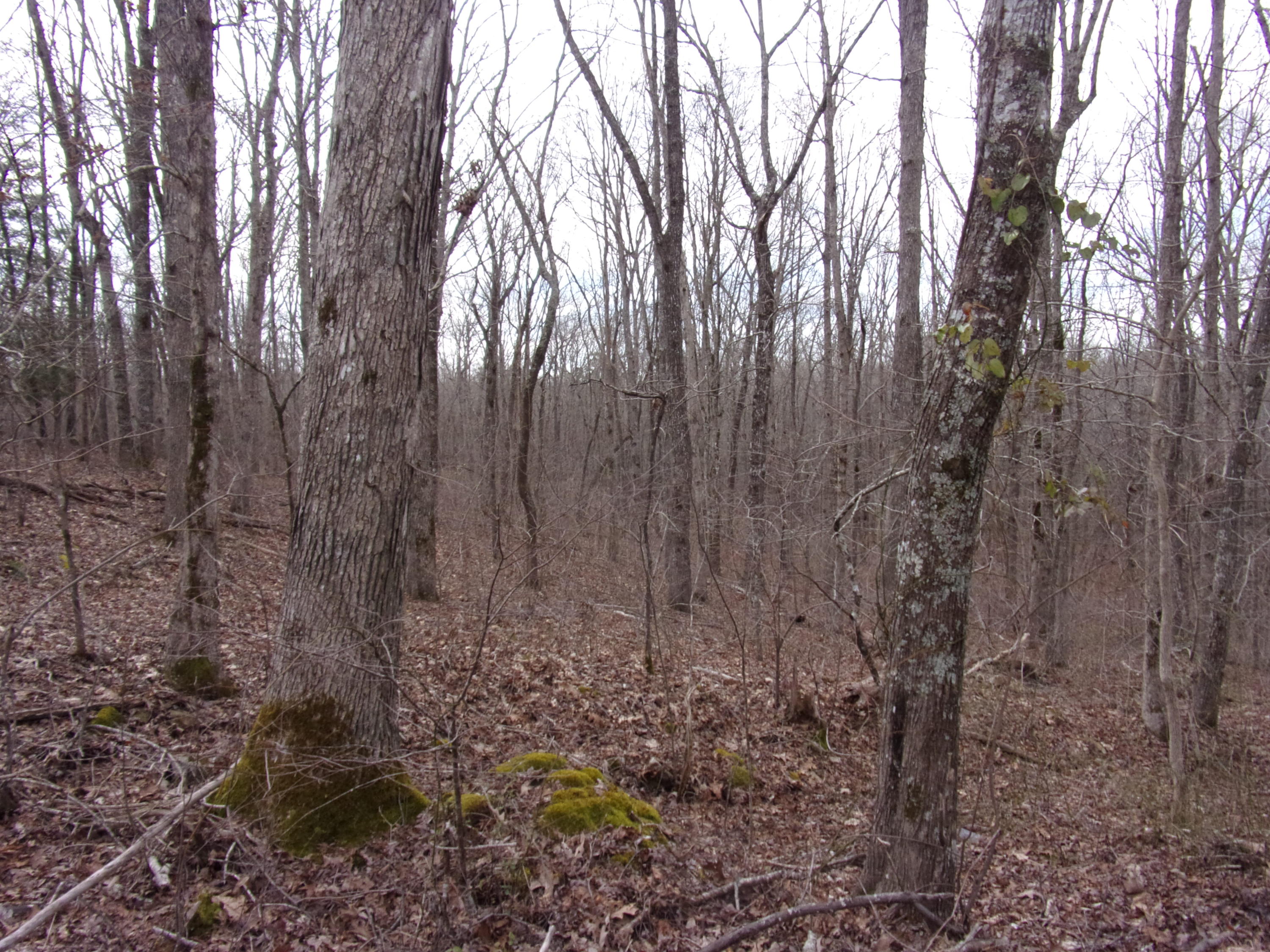 0 Barbee Cemetery Road Pikeville, TN 37367 - Photo 20 of 43 101_2434