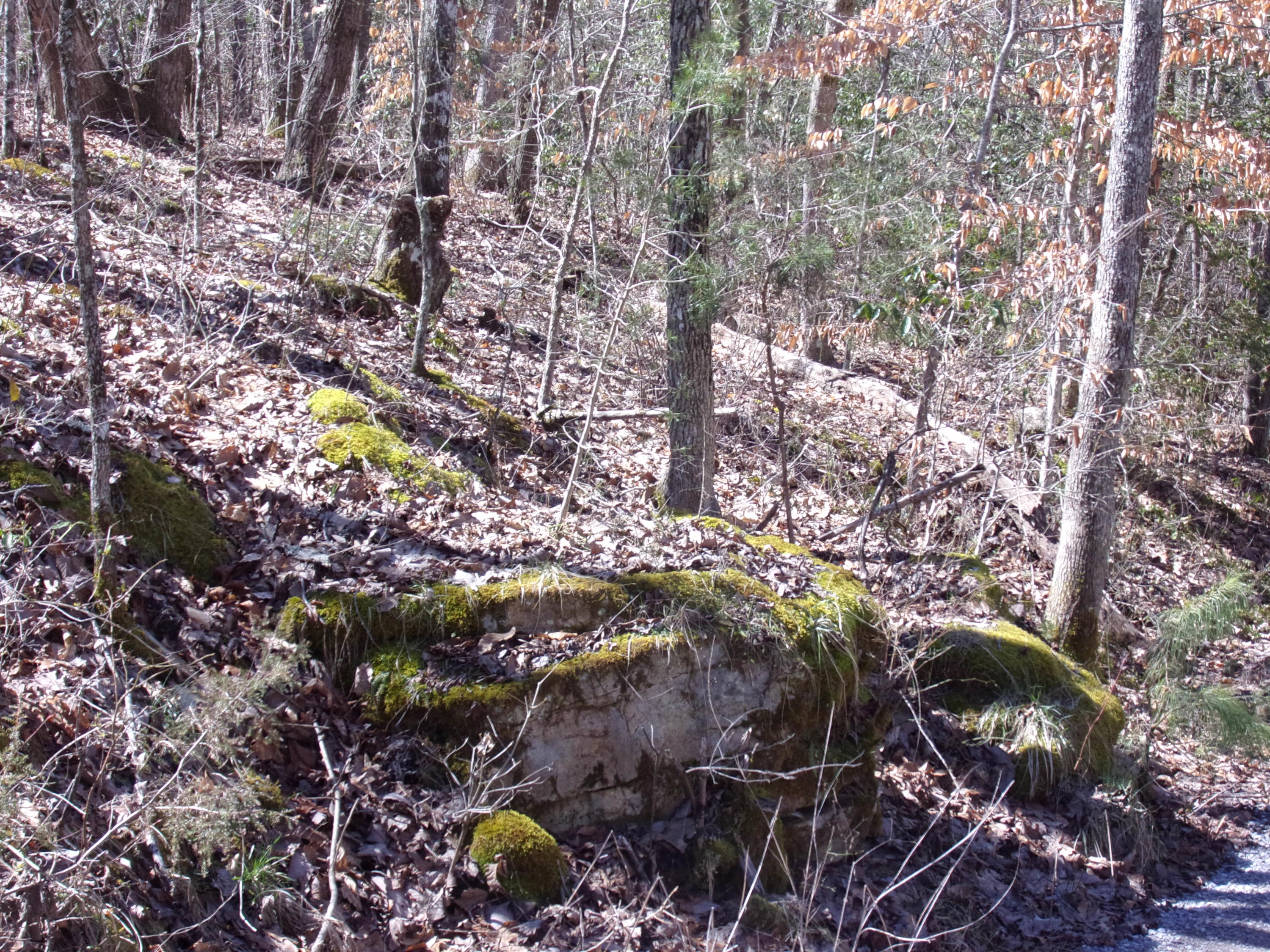 0 Barbee Cemetery Road Pikeville, TN 37367 - Photo 24 of 43 101_2629