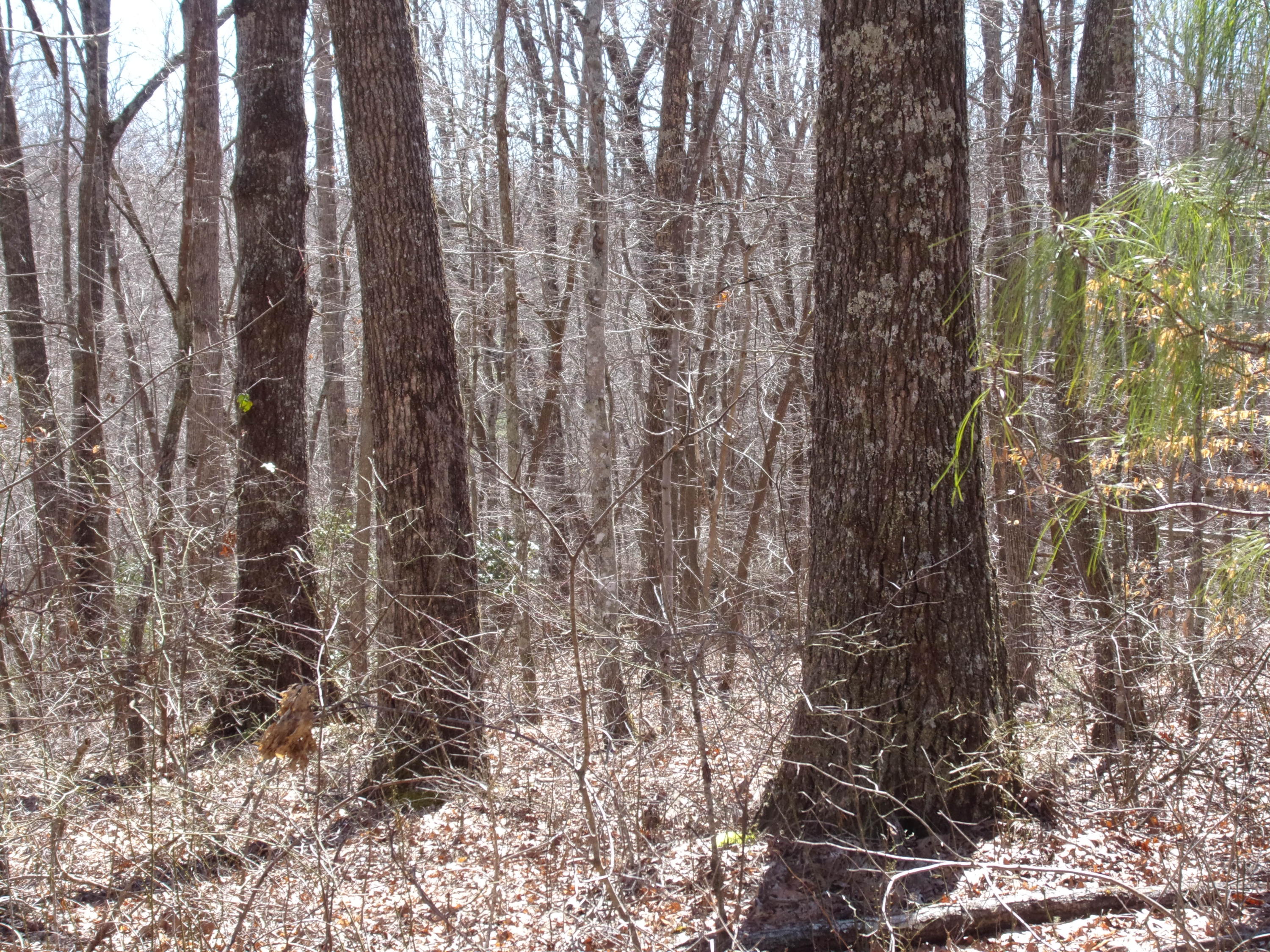 0 Barbee Cemetery Road Pikeville, TN 37367 - Photo 25 of 43 101_2631