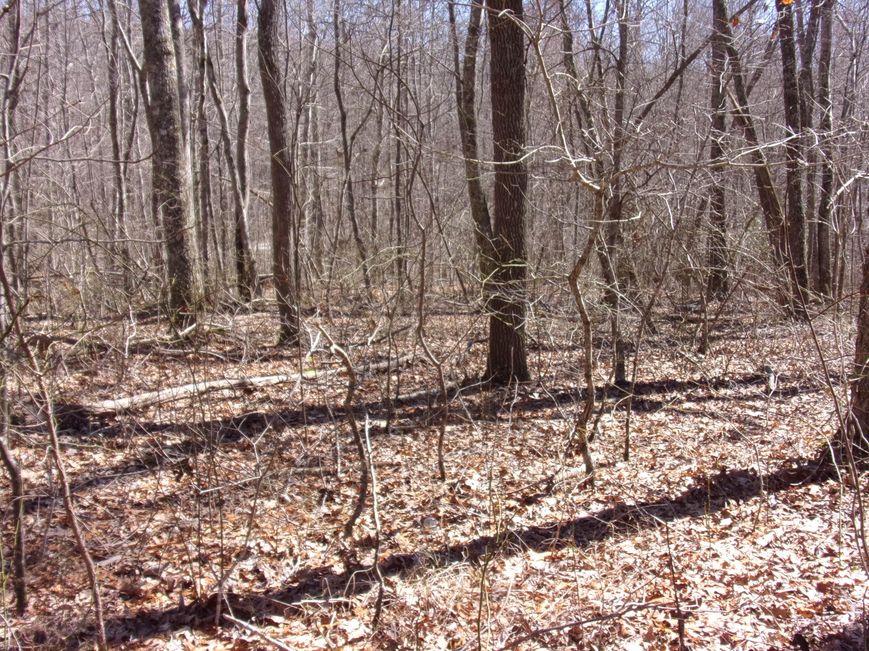 0 Barbee Cemetery Road Pikeville, TN 37367 - Photo 26 of 43 101_2632