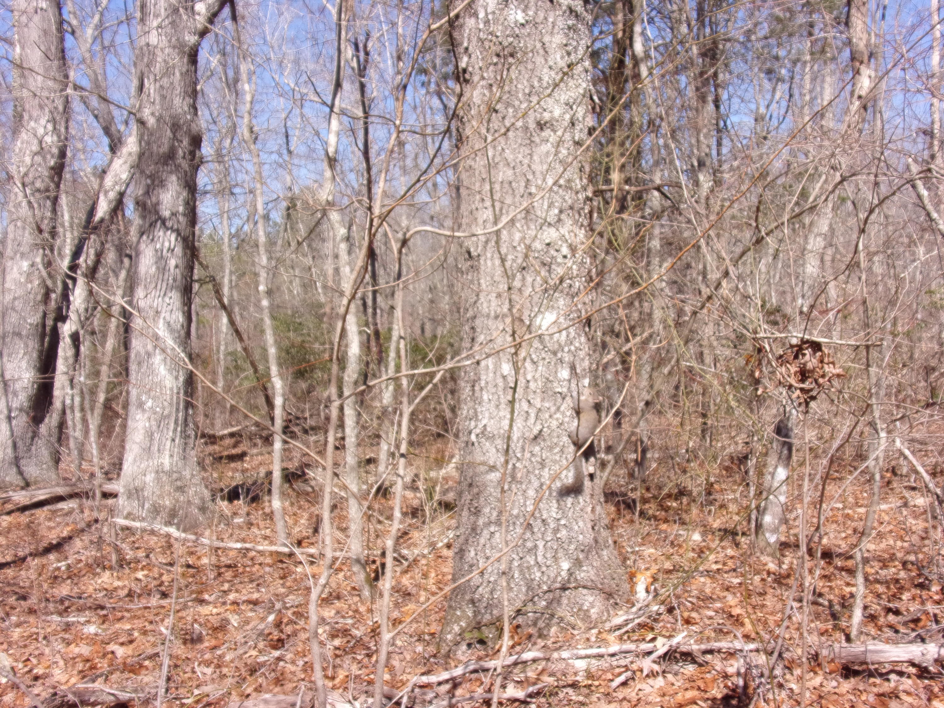 0 Barbee Cemetery Road Pikeville, TN 37367 - Photo 28 of 43 101_2634