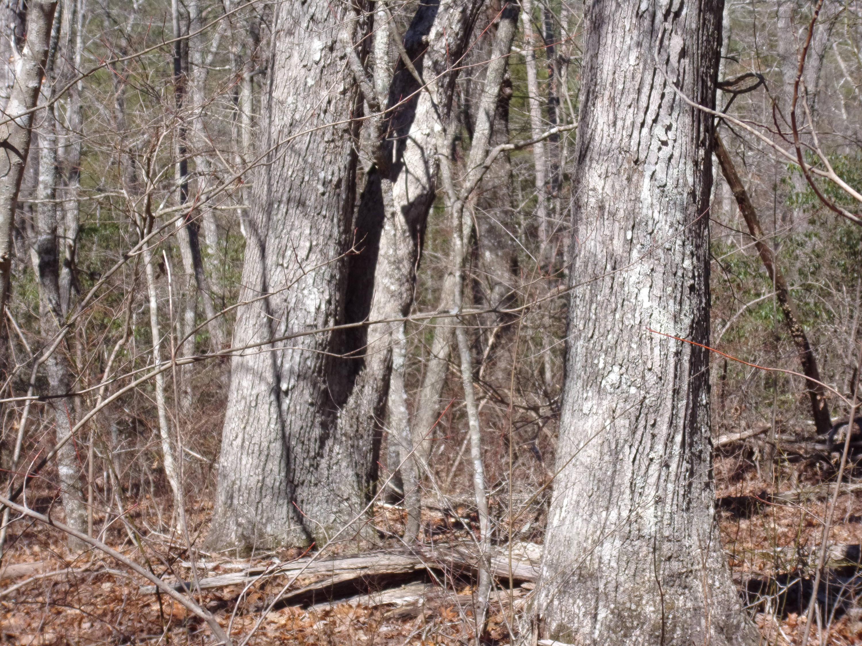 0 Barbee Cemetery Road Pikeville, TN 37367 - Photo 30 of 43 101_2636