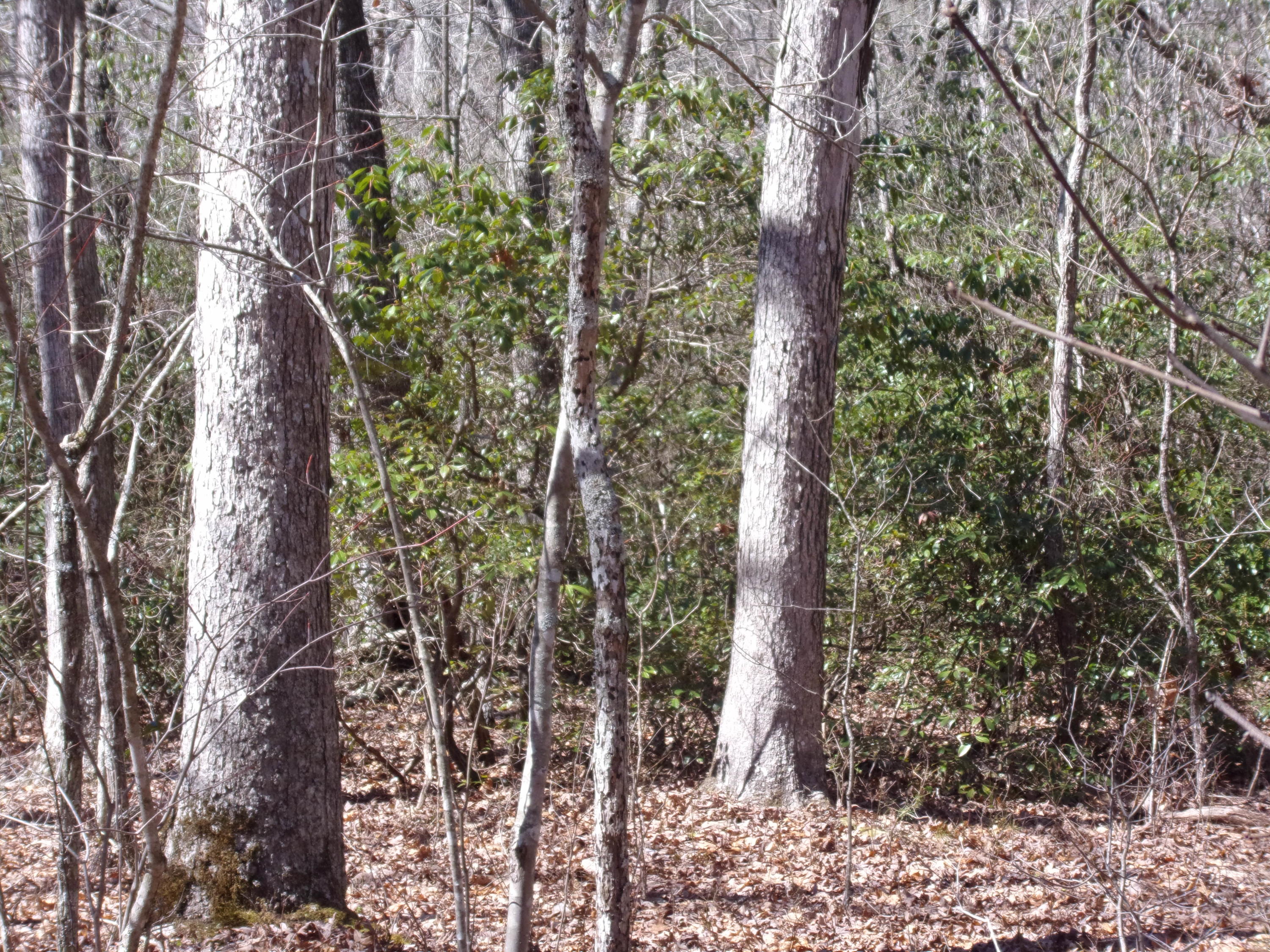 0 Barbee Cemetery Road Pikeville, TN 37367 - Photo 32 of 43 101_2638