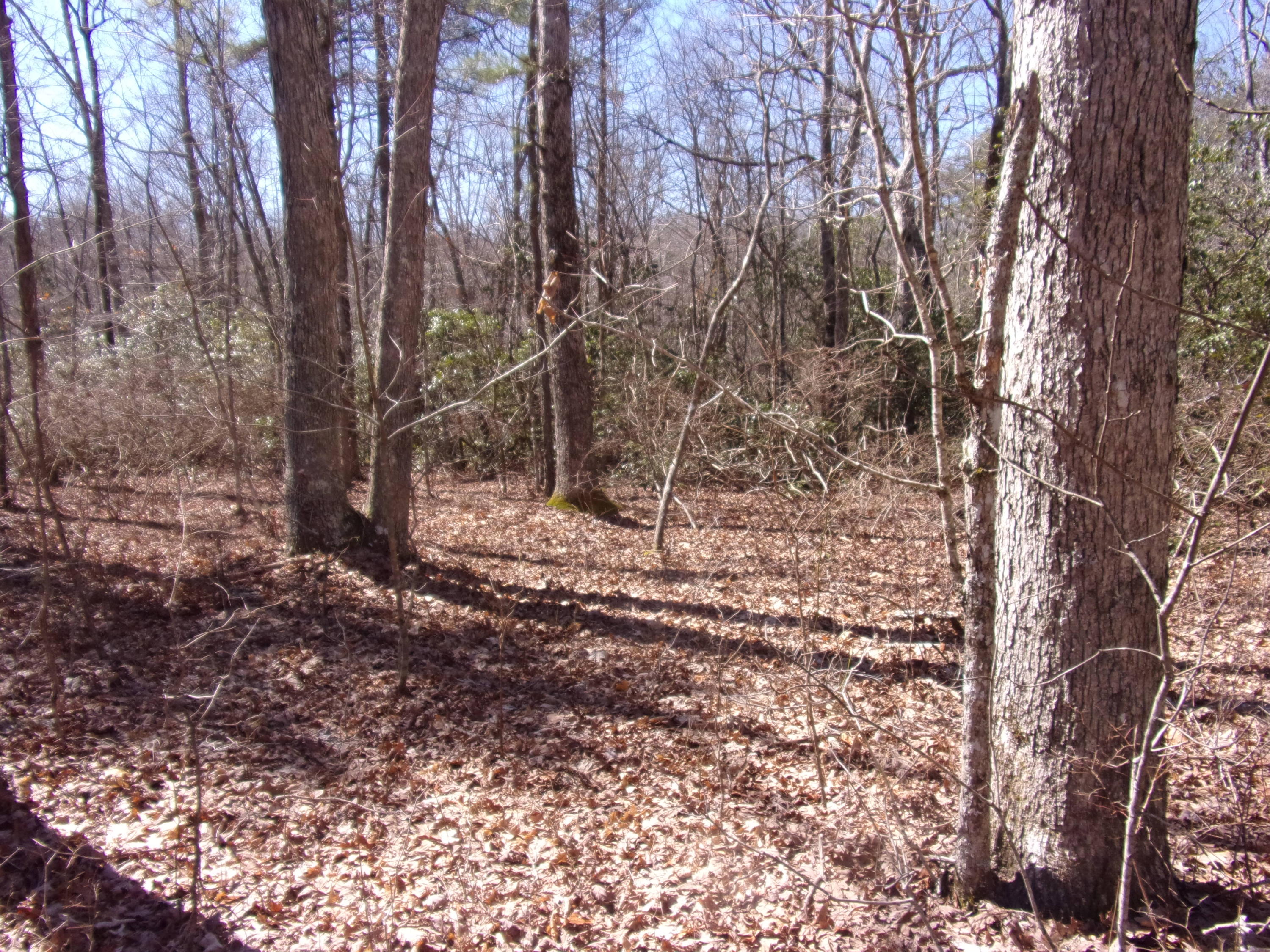 0 Barbee Cemetery Road Pikeville, TN 37367 - Photo 34 of 43 101_2640