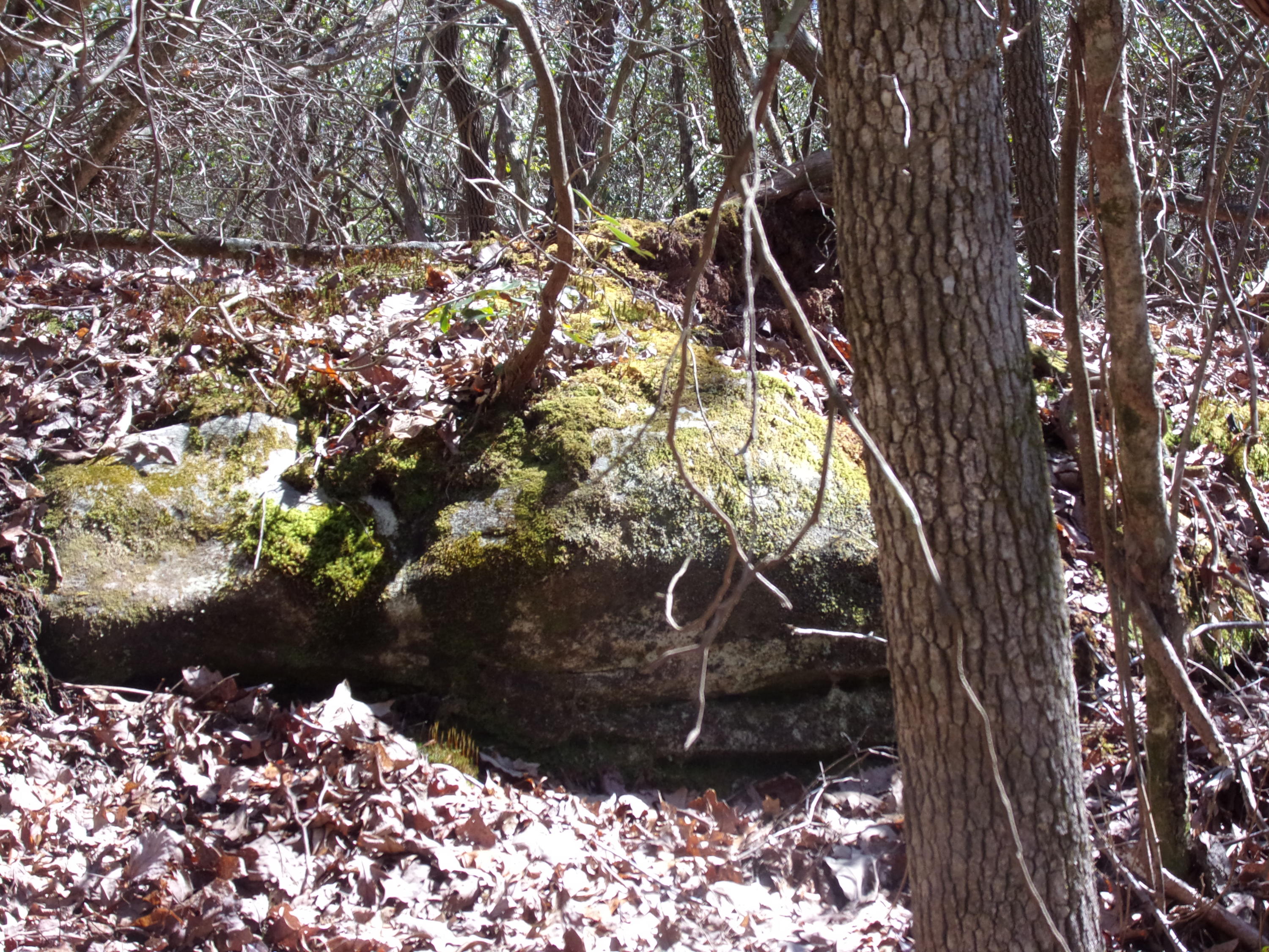 0 Barbee Cemetery Road Pikeville, TN 37367 - Photo 37 of 43 101_2644