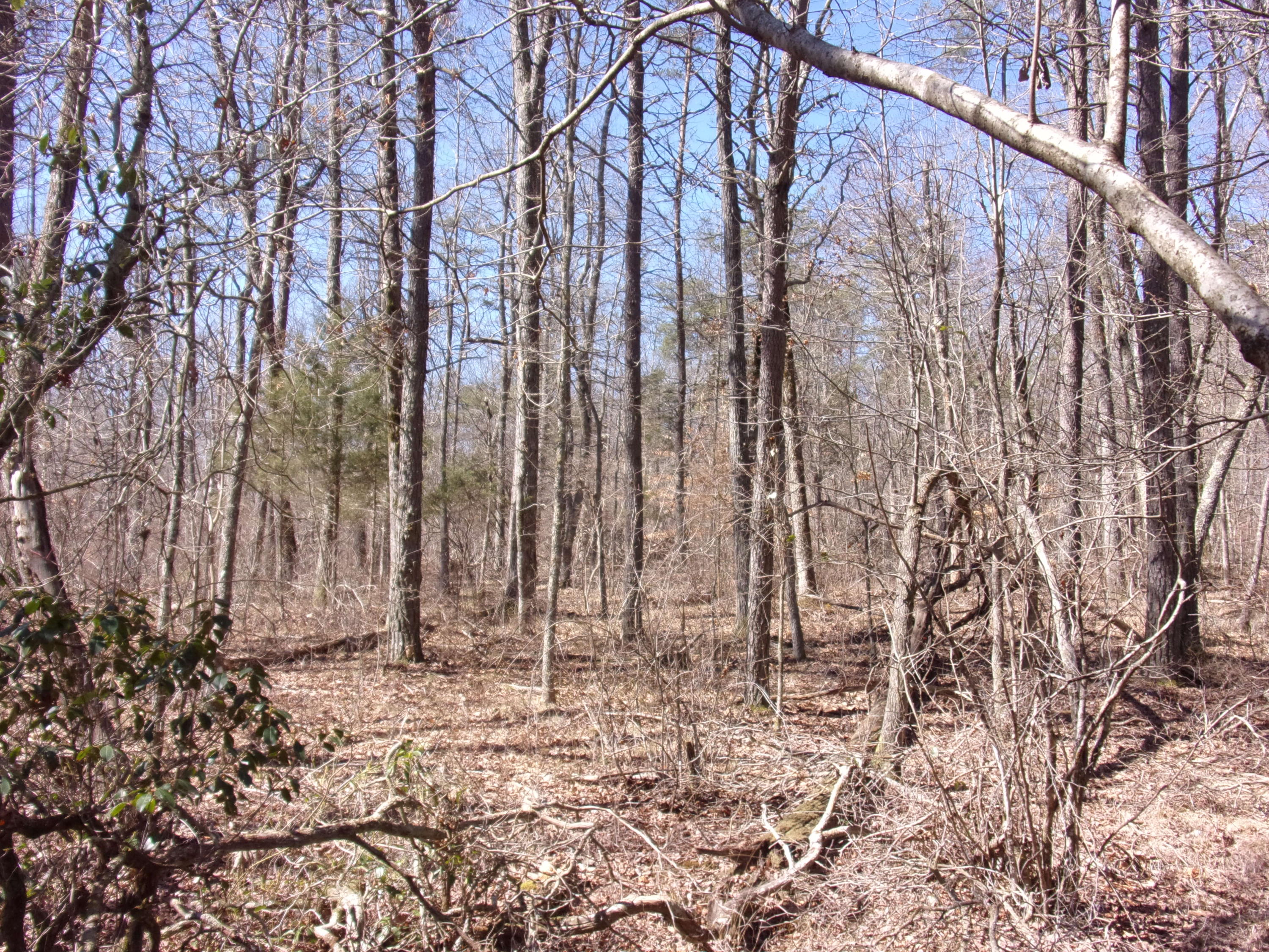 0 Barbee Cemetery Road Pikeville, TN 37367 - Photo 39 of 43 101_2647