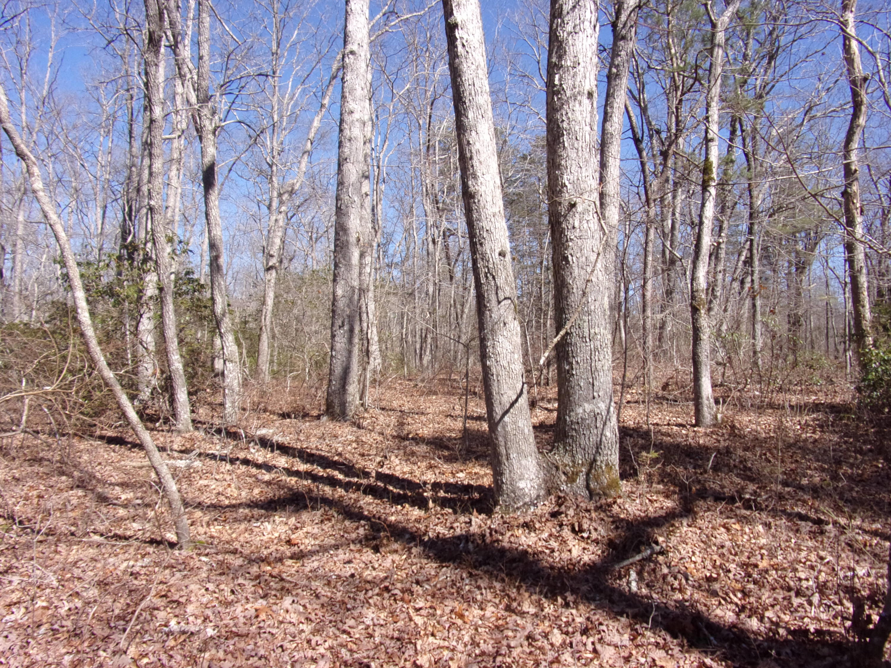 0 Barbee Cemetery Road Pikeville, TN 37367 - Photo 40 of 43 101_2648