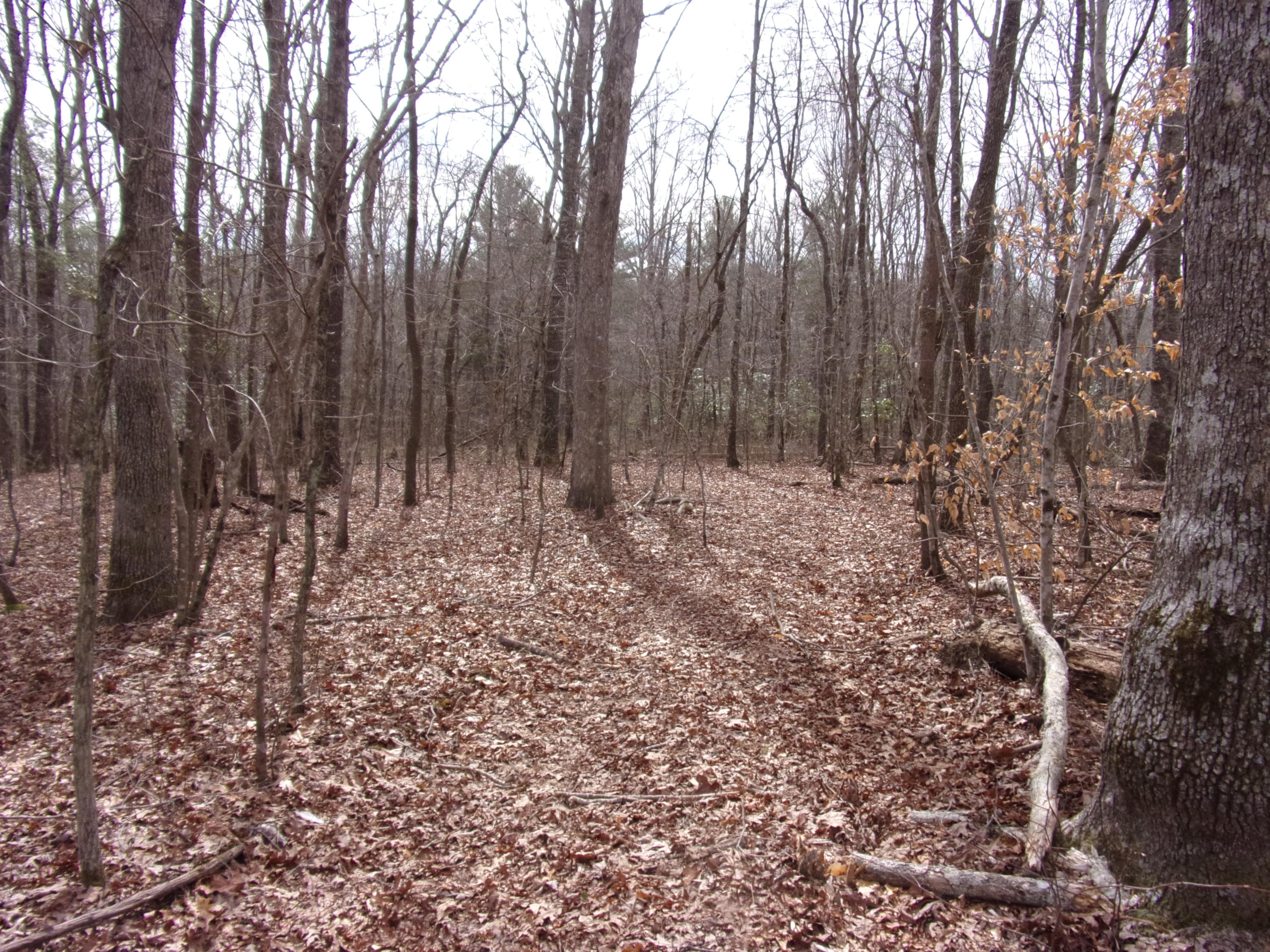 0 Barbee Cemetery Road Pikeville, TN 37367 - Photo 10 of 43 101_2418