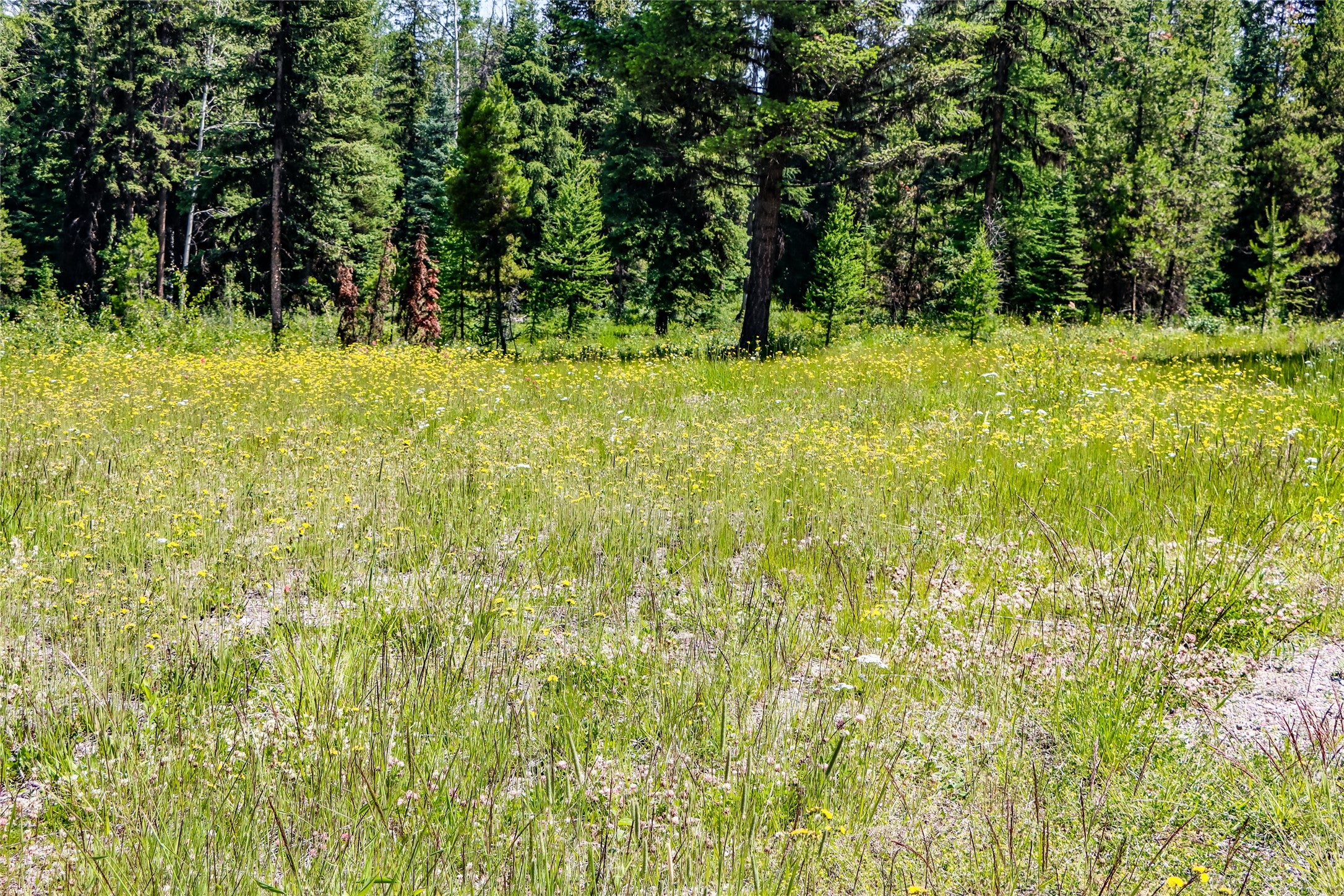 16445 North Fork Road Polebridge, MT 59928 - Photo 12 of 16 Gallery Image 12
