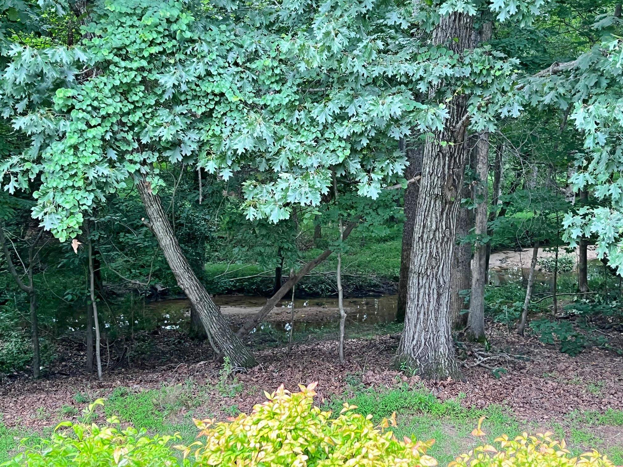 11259 Lofty Heights Place Raleigh, NC 27614 - Photo 17 of 18 a view of a trees in a yard
