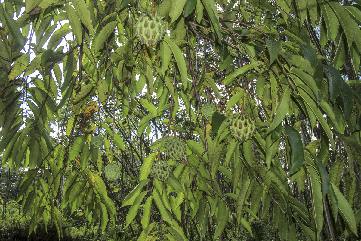 14-3439 Hilo Road Pahoa, HI 96778 - Photo 5 of 19 a view of a lush green plant