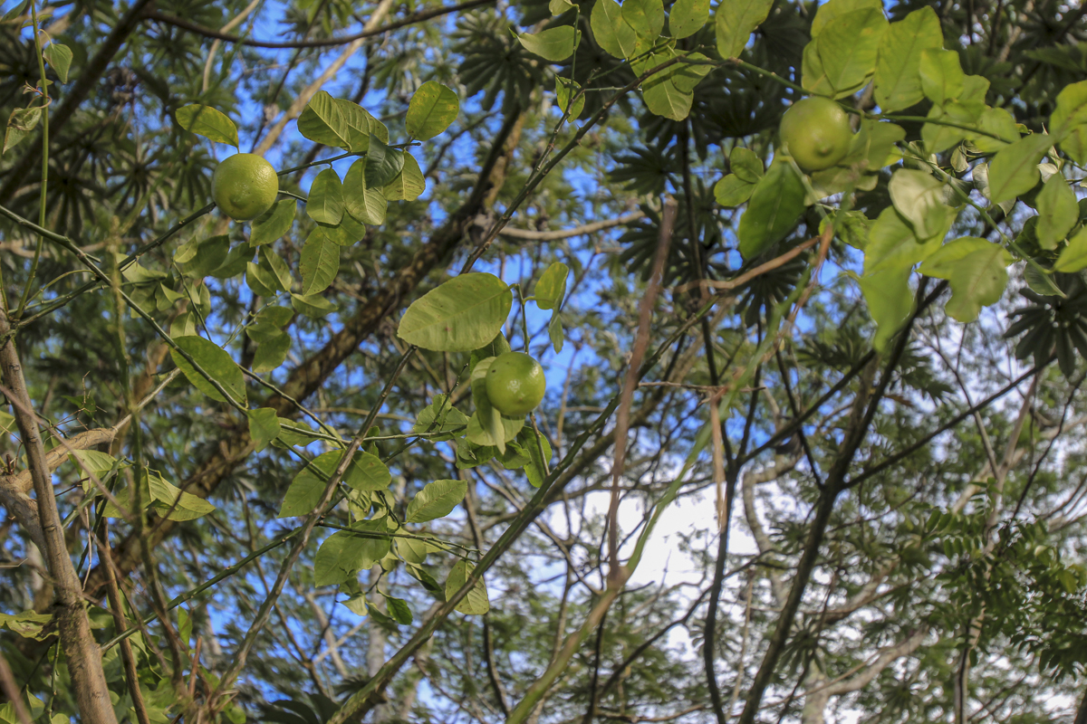 14-3439 Hilo Road Pahoa, HI 96778 - Photo 6 of 19 a plant