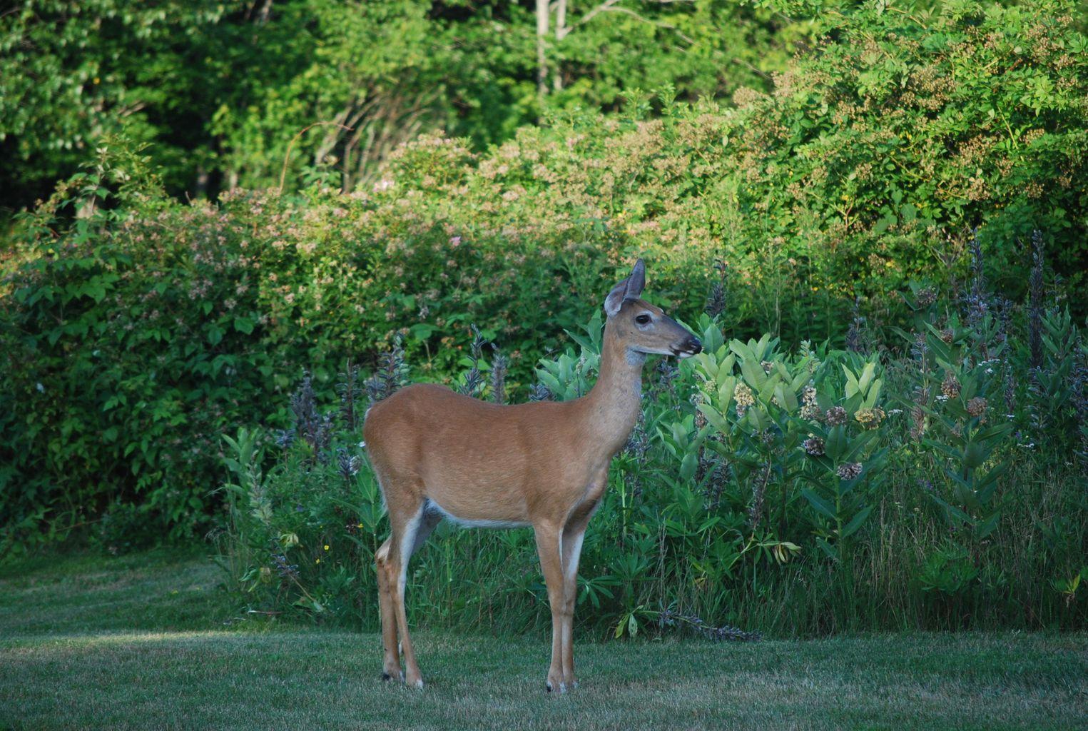 59 Wharf Road, Unit 1 Brooksville, ME 04617 - Photo 20 of 24 20190416143151383547000000-o