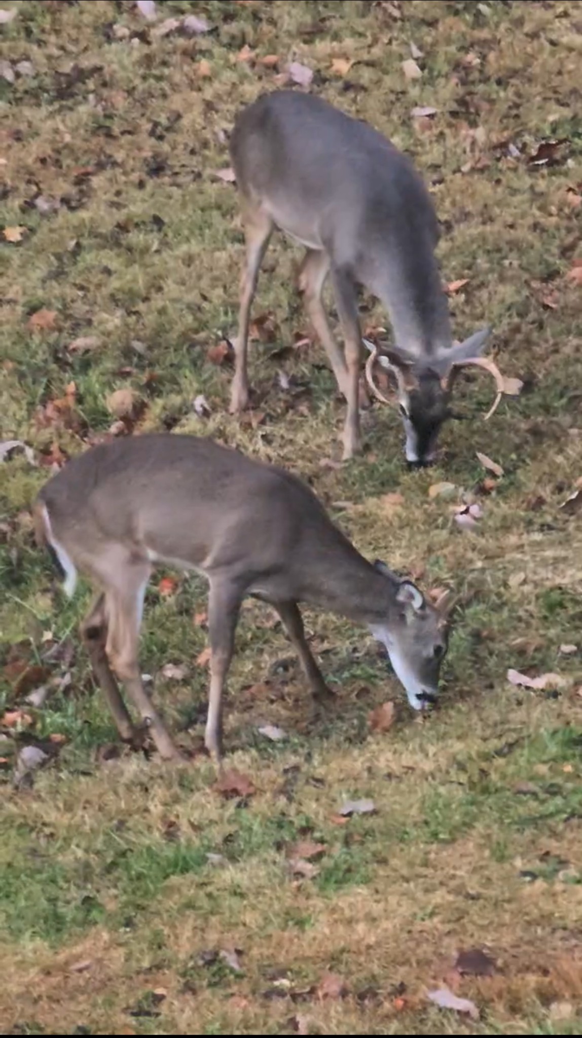 7401 Burks Hollow Road Christiana, TN 37037 - Photo 4 of 56