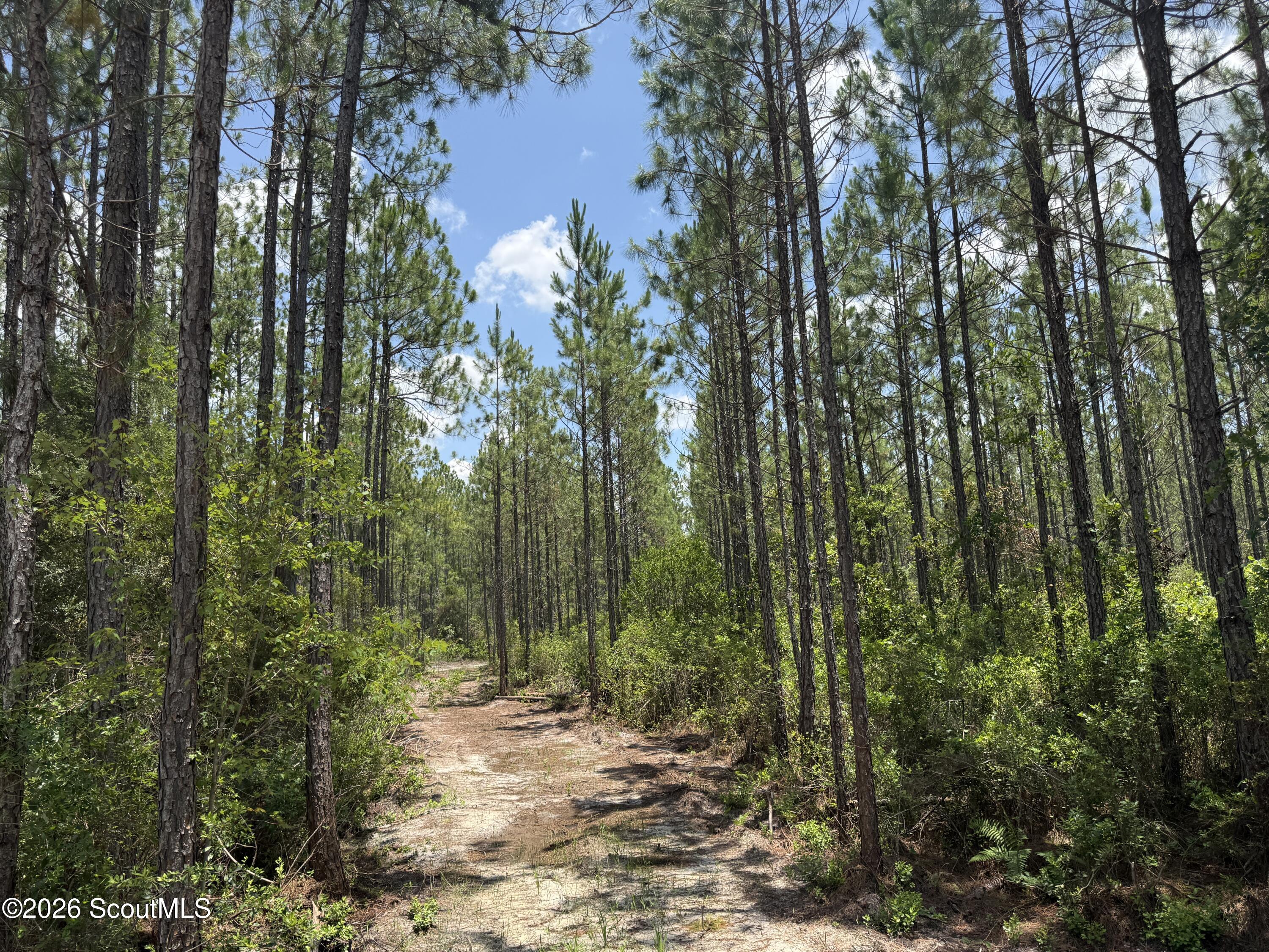 Lot 6 Corbitt Road, Unit LOT 6 Manor, GA 31550 - Photo 1 of 15 IMG_8013