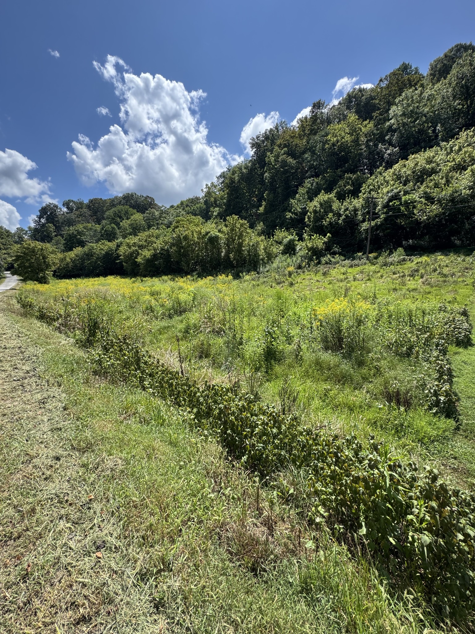 0 Sloan Branch Road Pleasant Shade, TN 37145 - Photo 1 of 3 a view of outdoor space with green field and trees