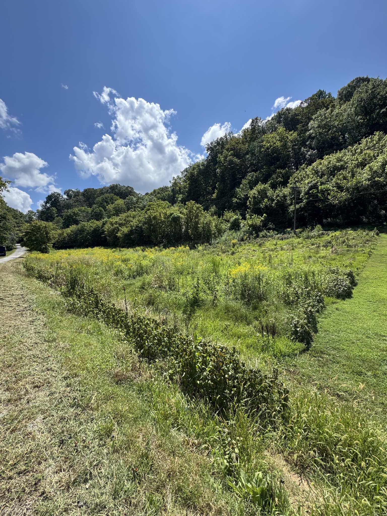 0 Sloan Branch Road Pleasant Shade, TN 37145 - Photo 2 of 3 a view of a lush green forest with a houses