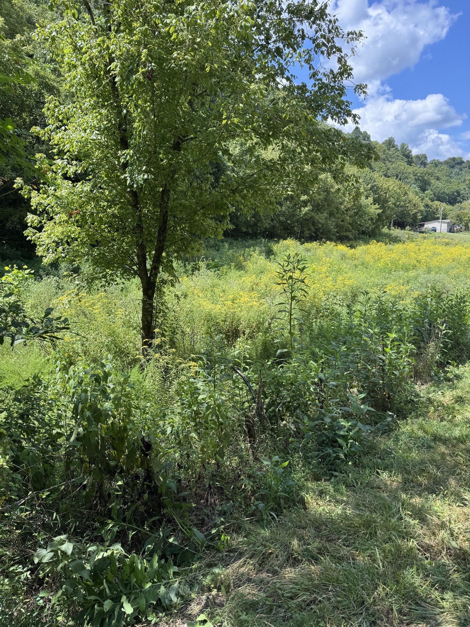 0 Sloan Branch Road Pleasant Shade, TN 37145 - Photo 3 of 3 a view of outdoor space and yard
