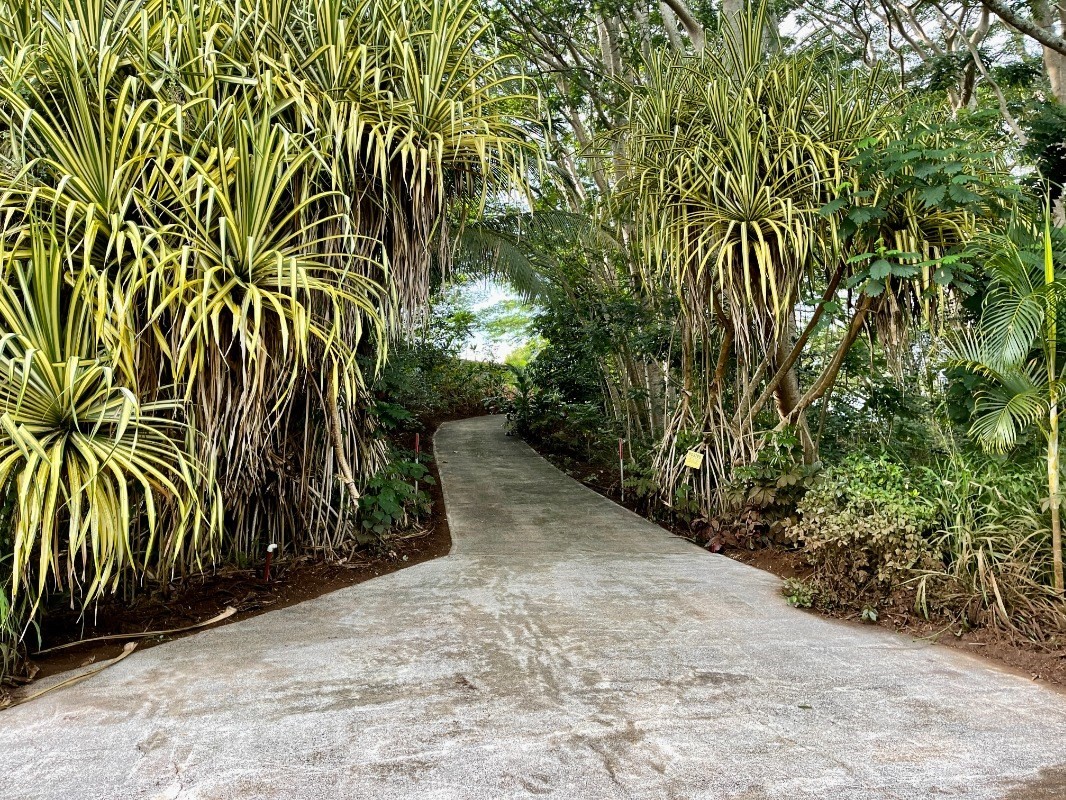 6296 Olohena Road Kapaa, HI 96746 - Photo 2 of 30 a view of a yard with plants and trees
