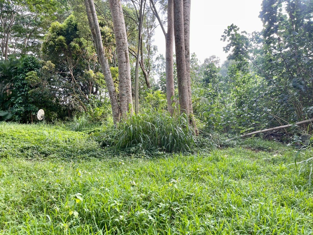 6296 Olohena Road Kapaa, HI 96746 - Photo 28 of 30 a view of lush green forest