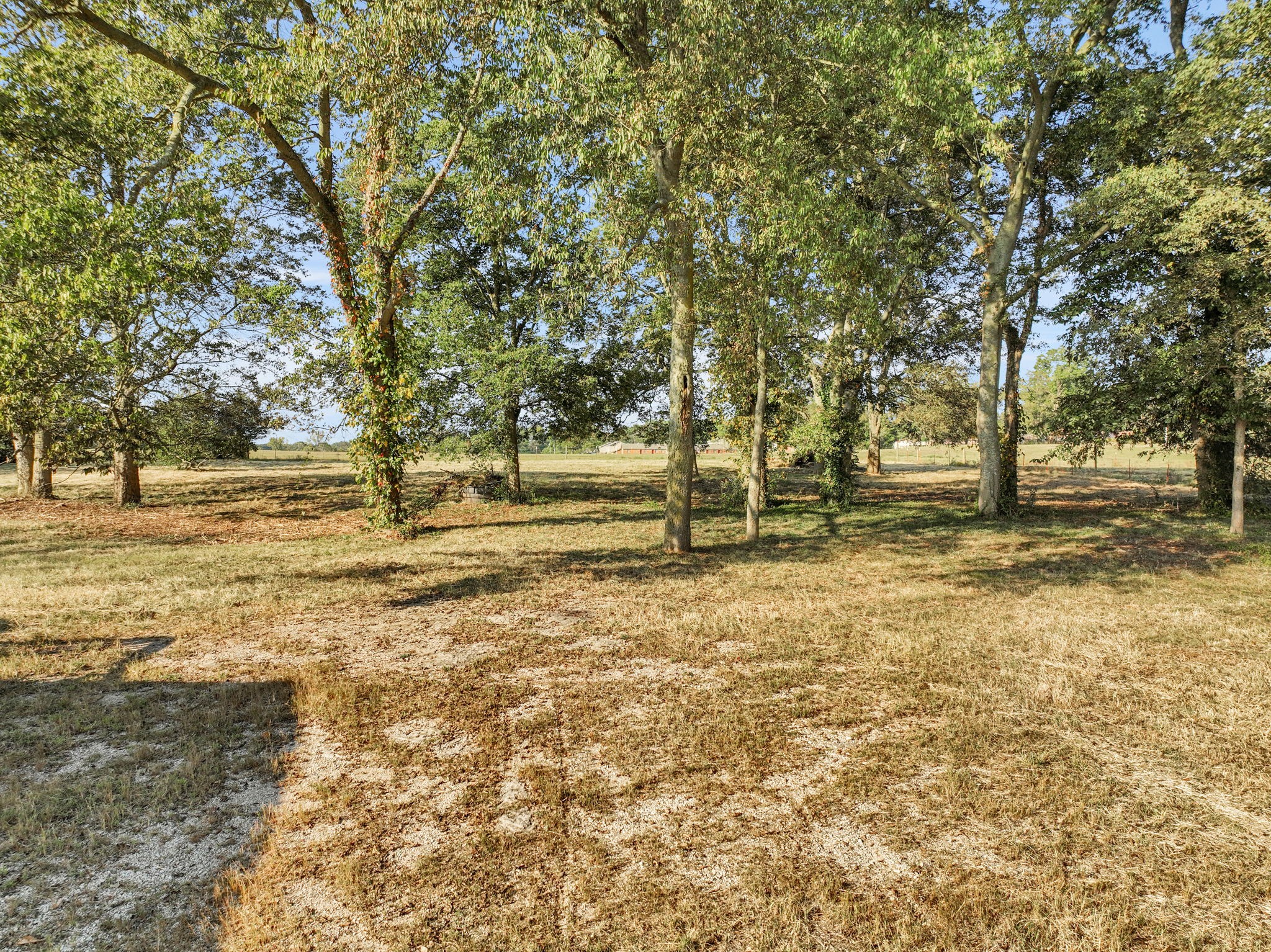 535 Scott Road Mount Pleasant, TN 38474 - Photo 34 of 40 a view of yard with trees