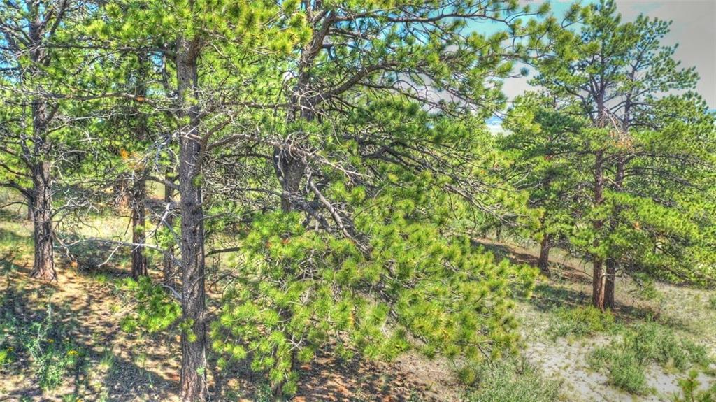 7209 Ranch Road Hartsel, CO 80449 - Photo 20 of 27 a backyard of a house with lots of plants